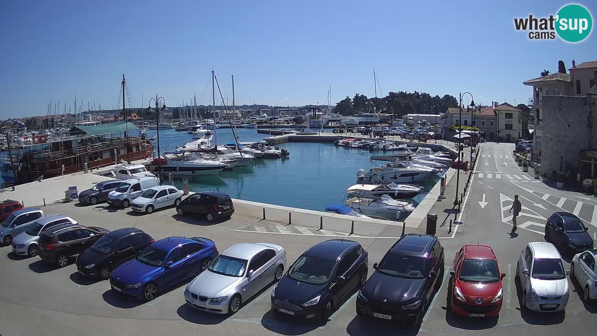 Novigrad | Porporela marina