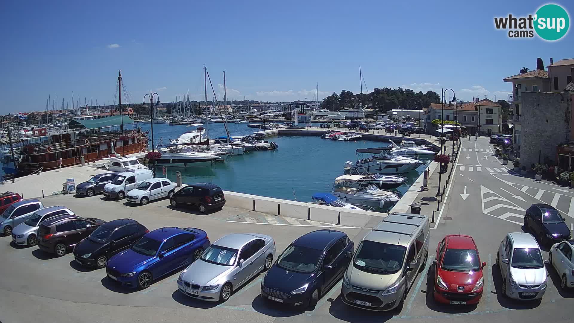 Novigrad | Porporela marina