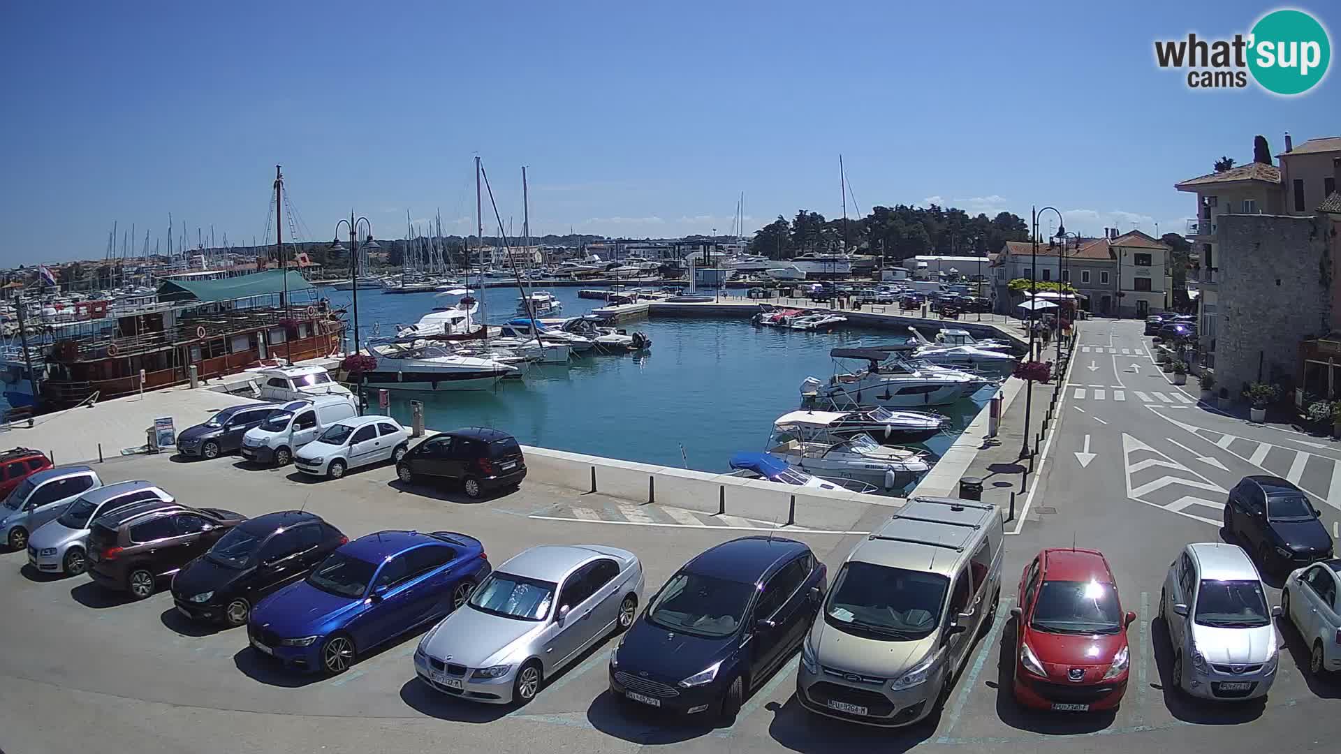 Novigrad | Porporela marina
