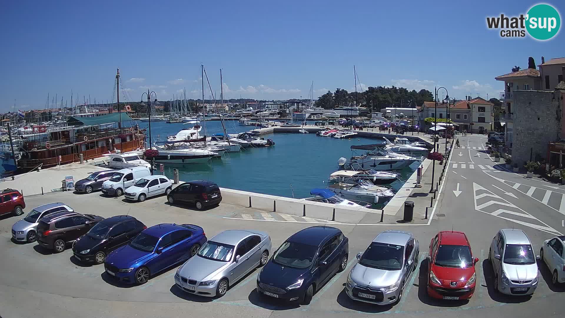 Novigrad | Porporela marina