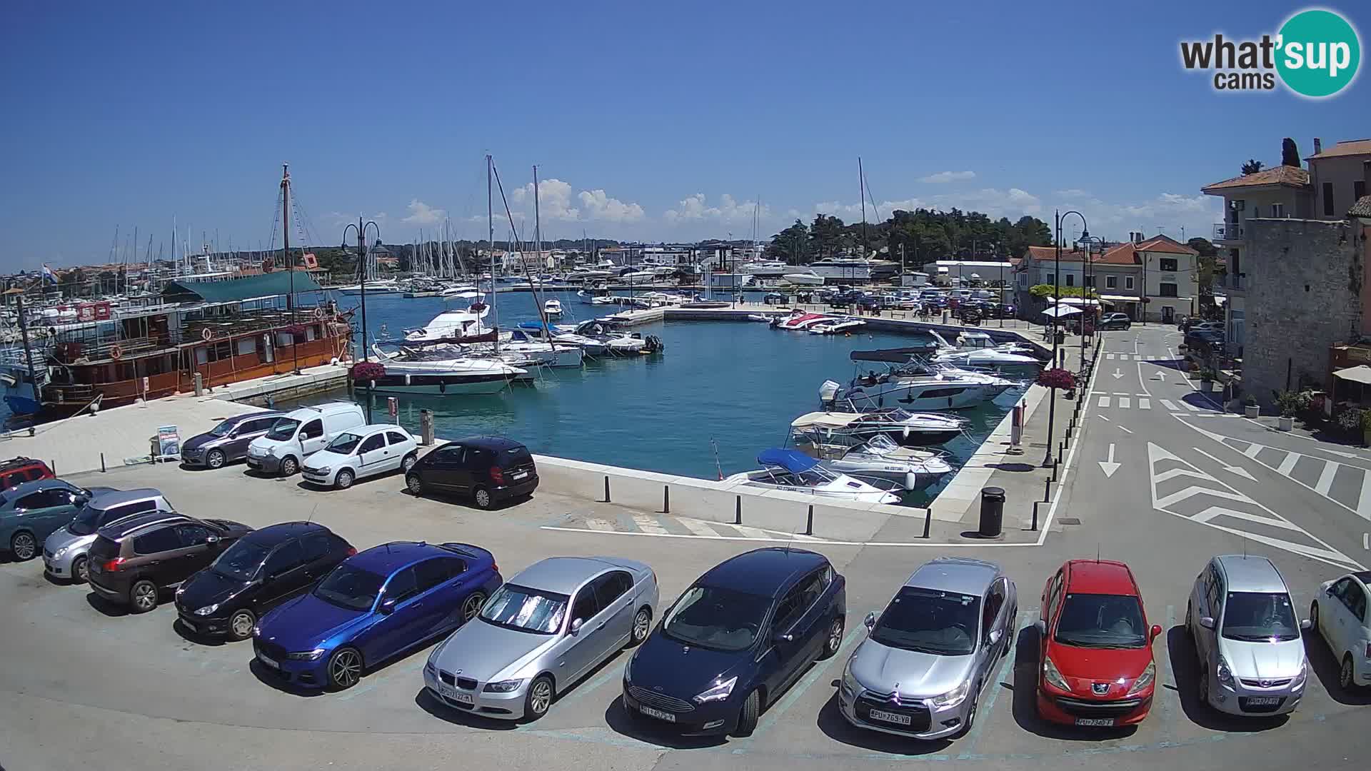 Novigrad | Porporela marina