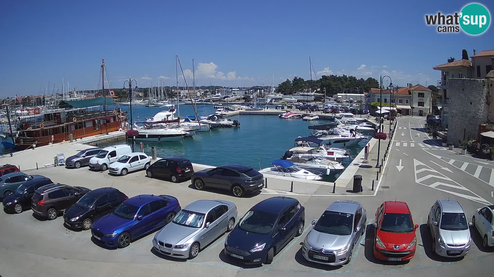Novigrad | Porporela marina