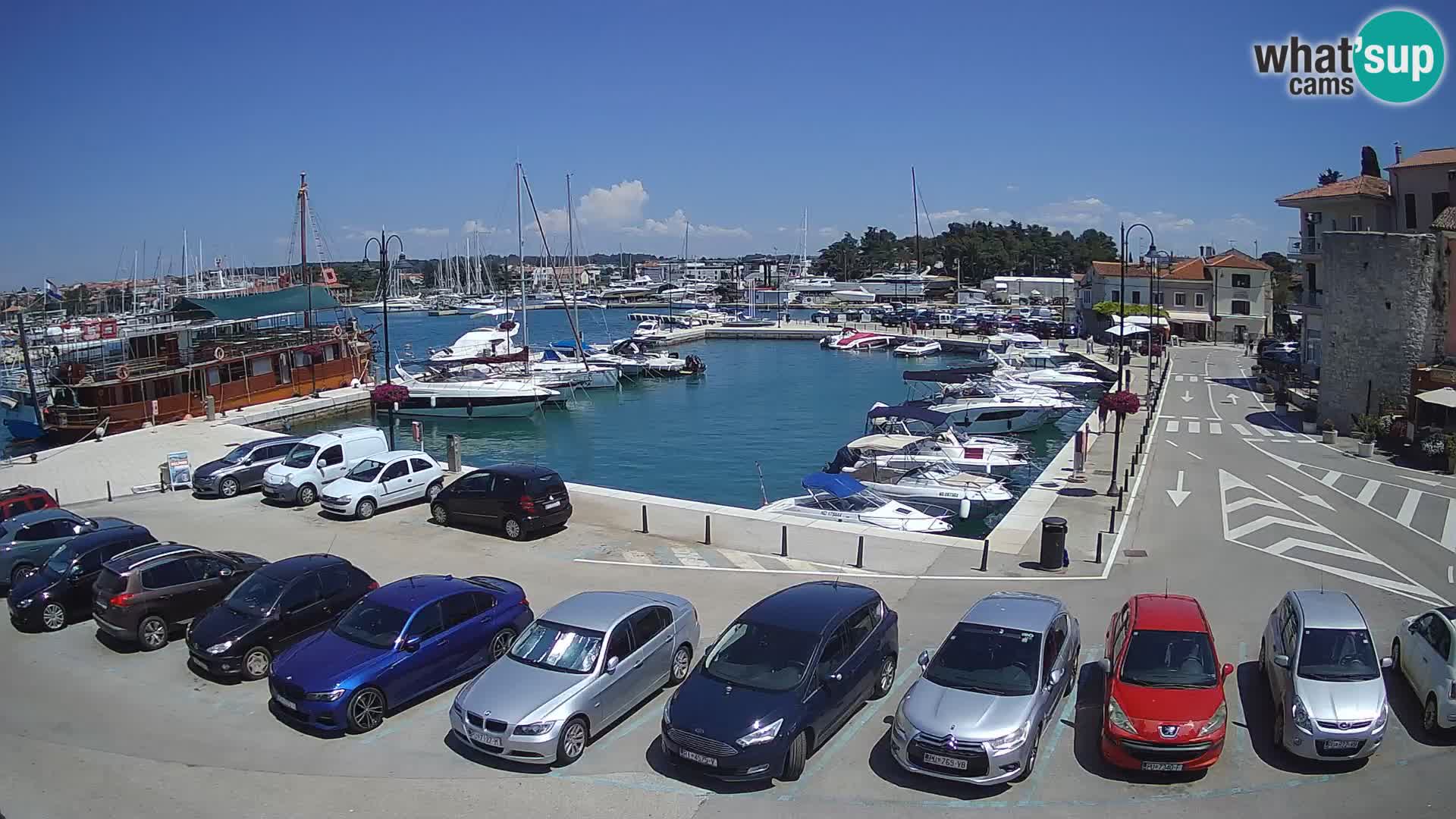 Novigrad | Porporela marina