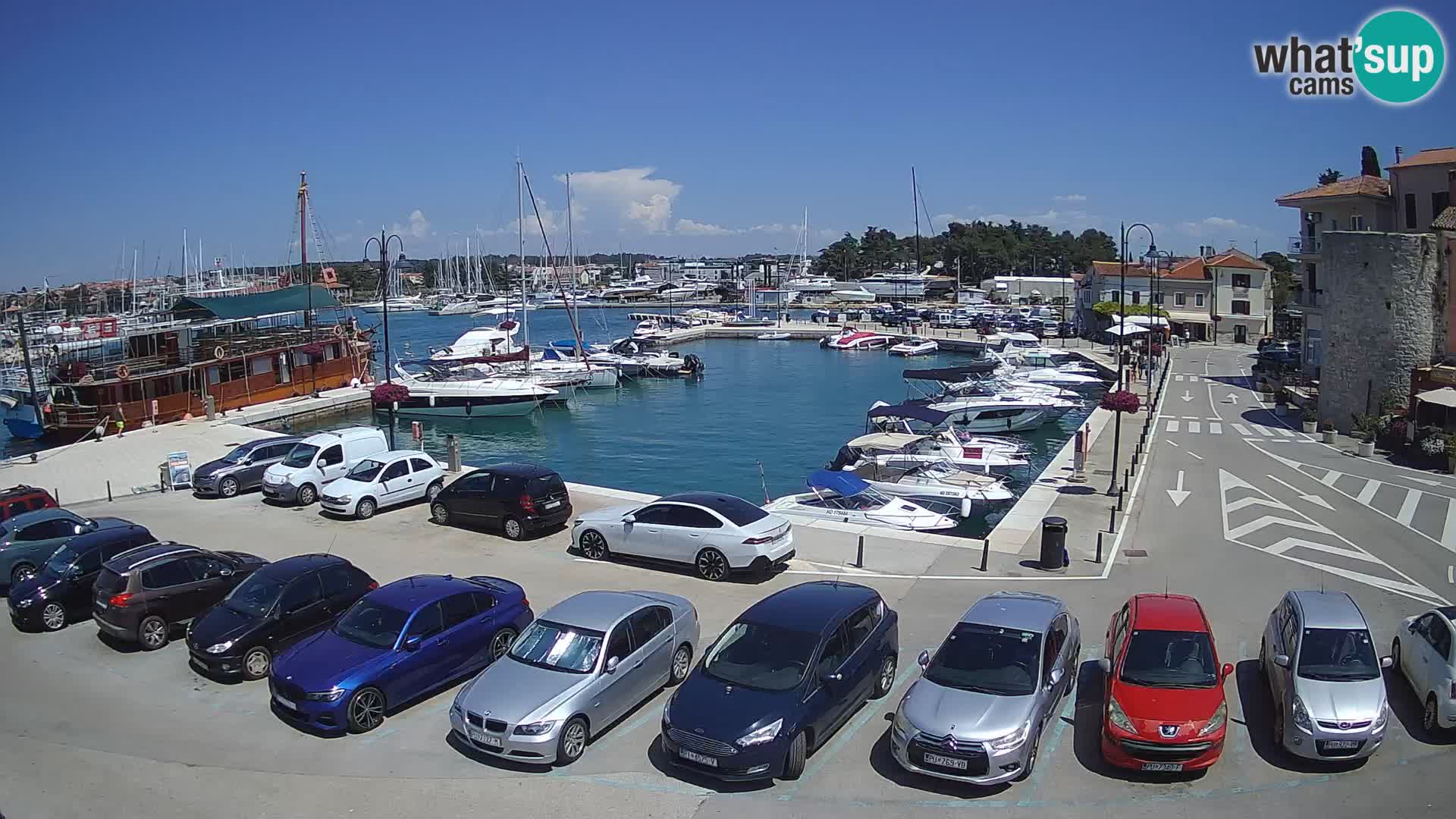 Novigrad | Porporela marina