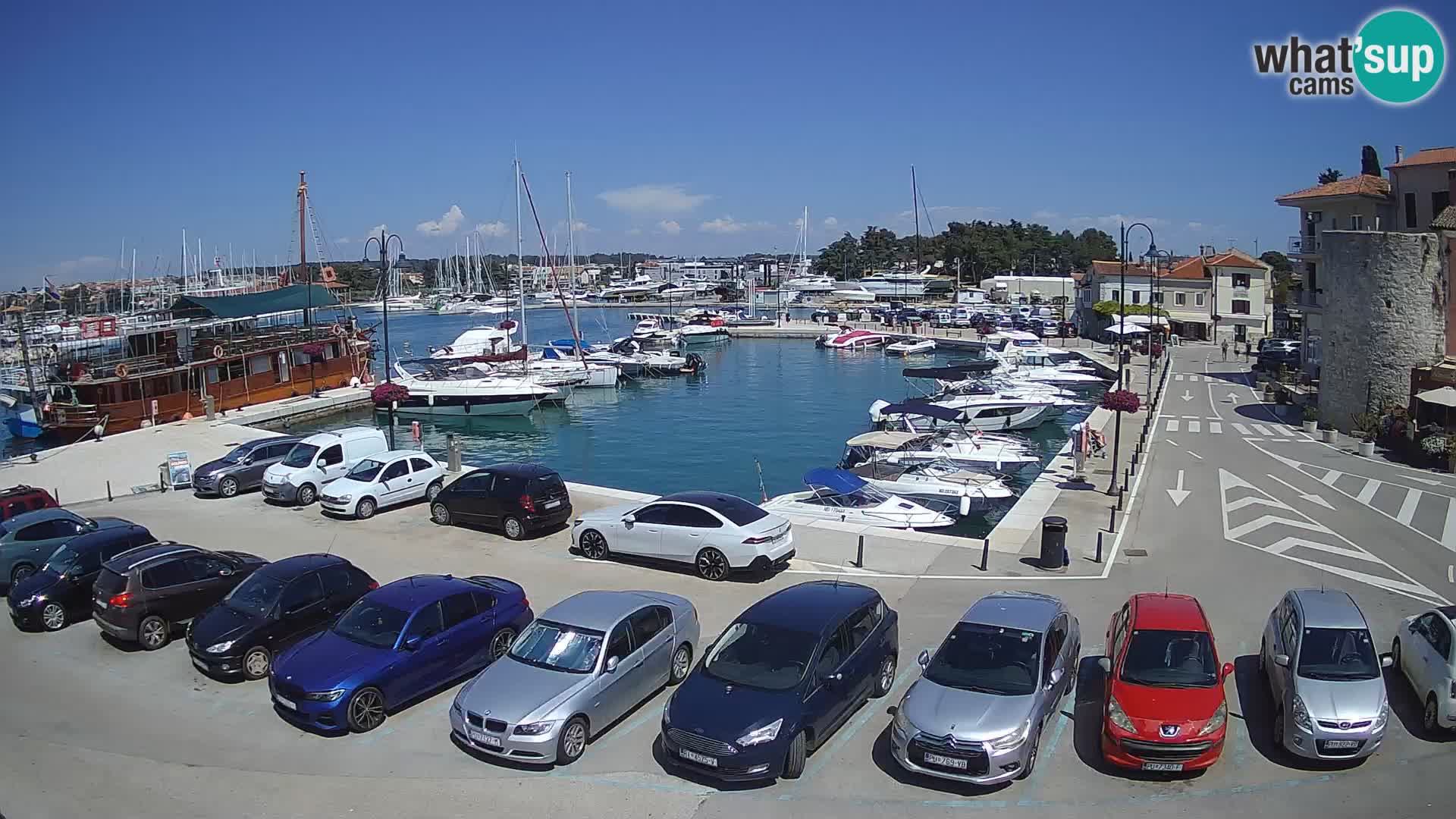 Novigrad | Porporela marina