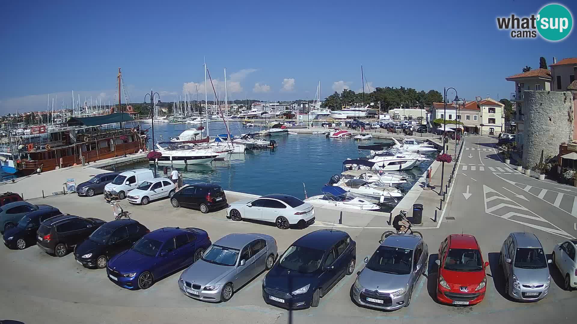 Novigrad | Porporela marina