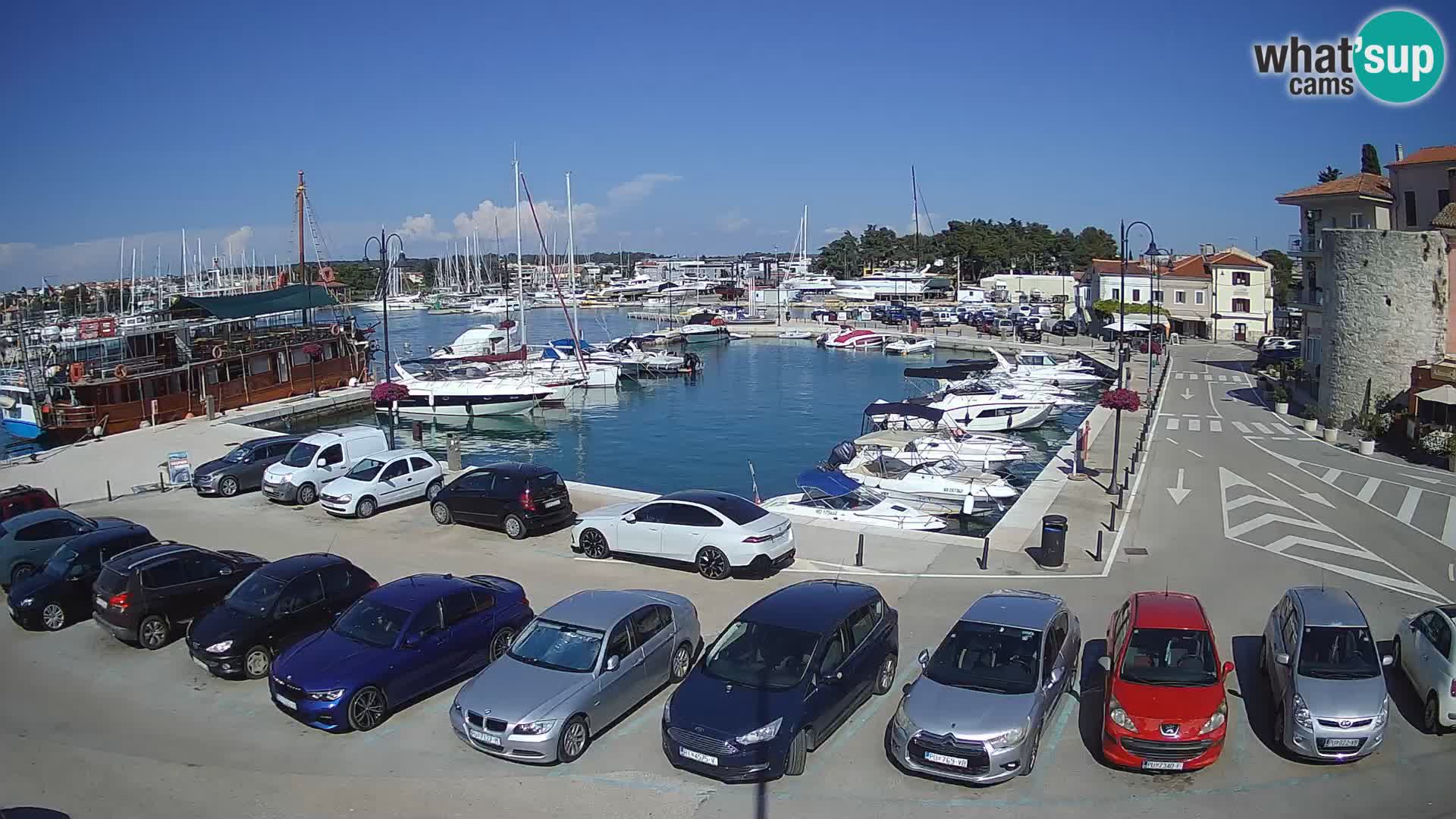 Novigrad | Porporela marina