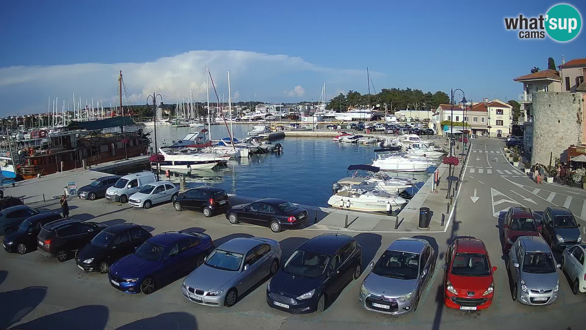 Novigrad | Porporela marina