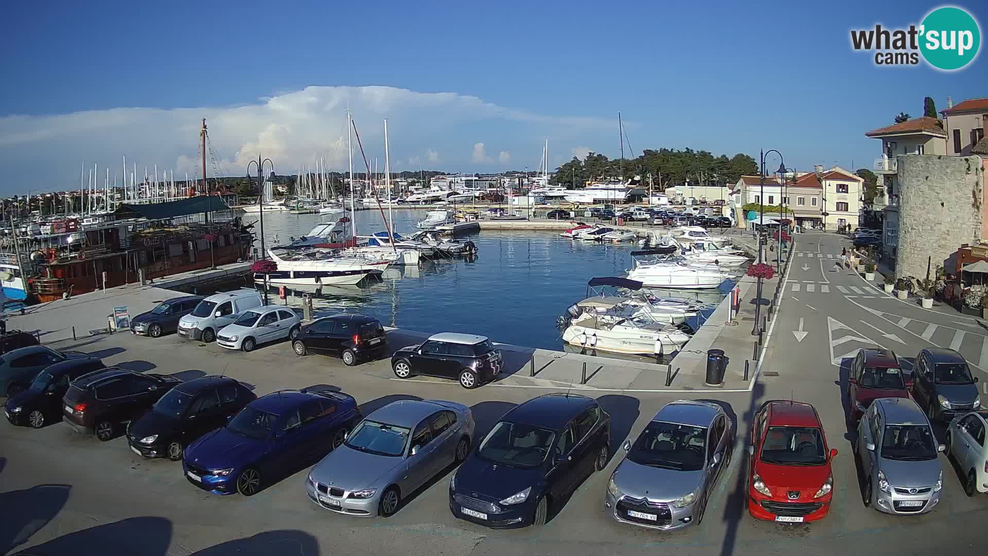 Novigrad | Porporela marina