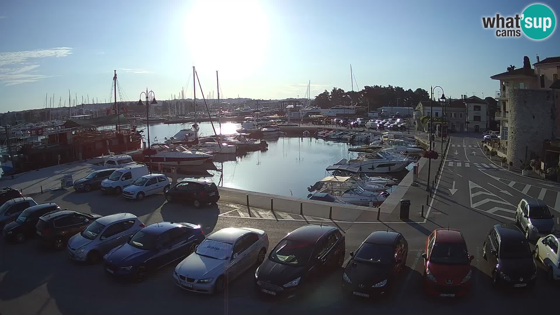 Novigrad | Porporela marina