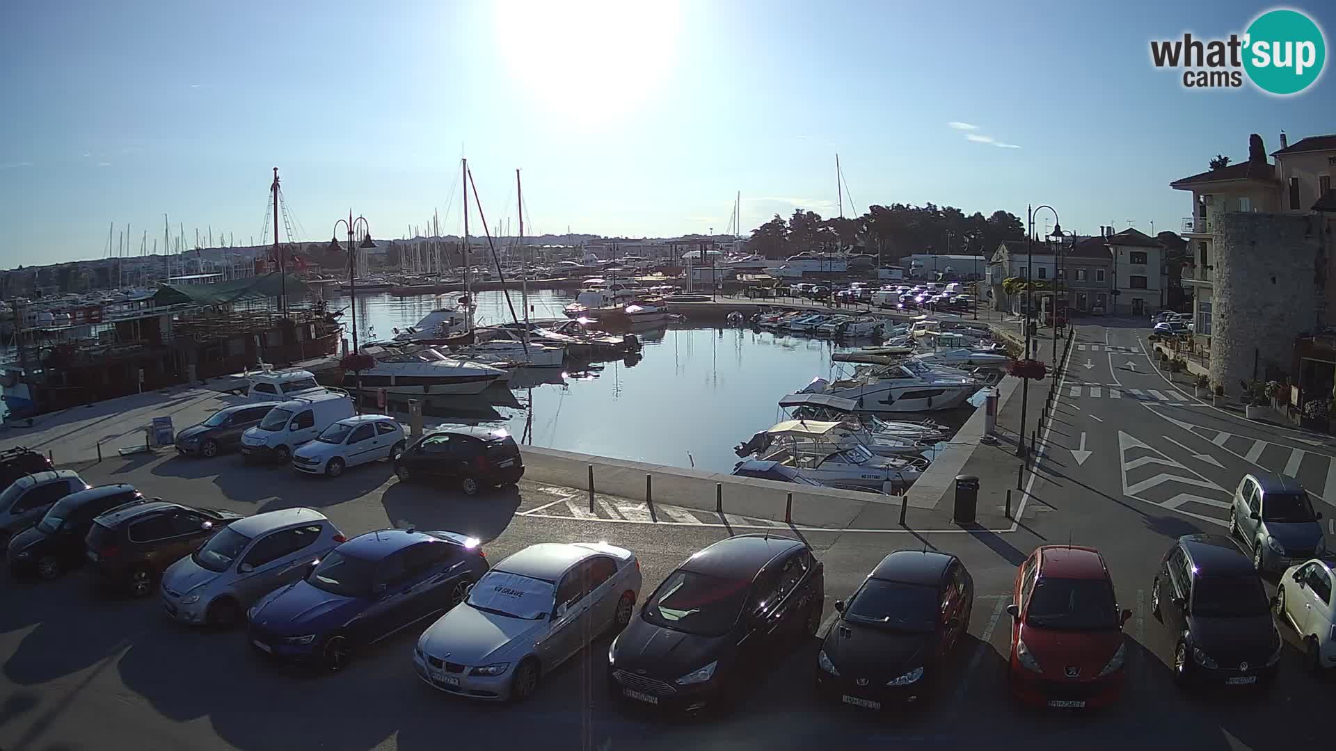 Novigrad | Porporela marina