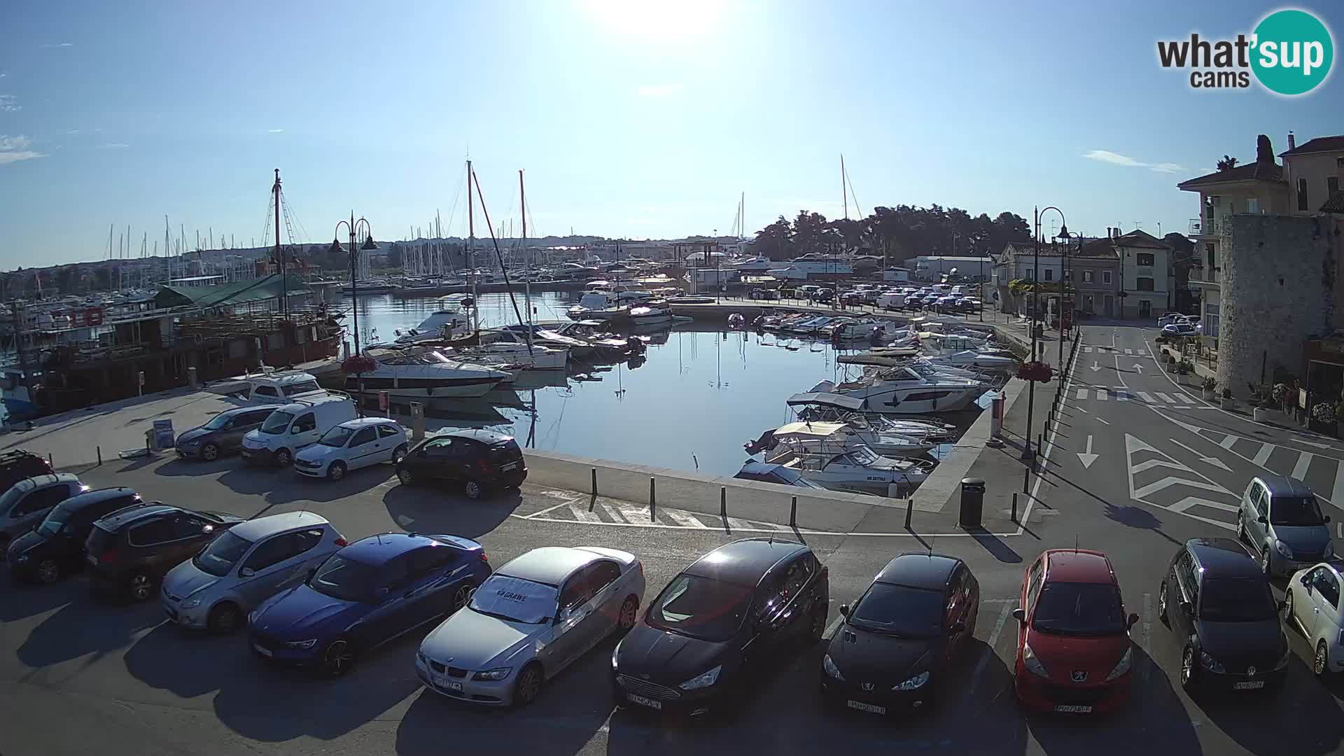 Novigrad | Porporela marina