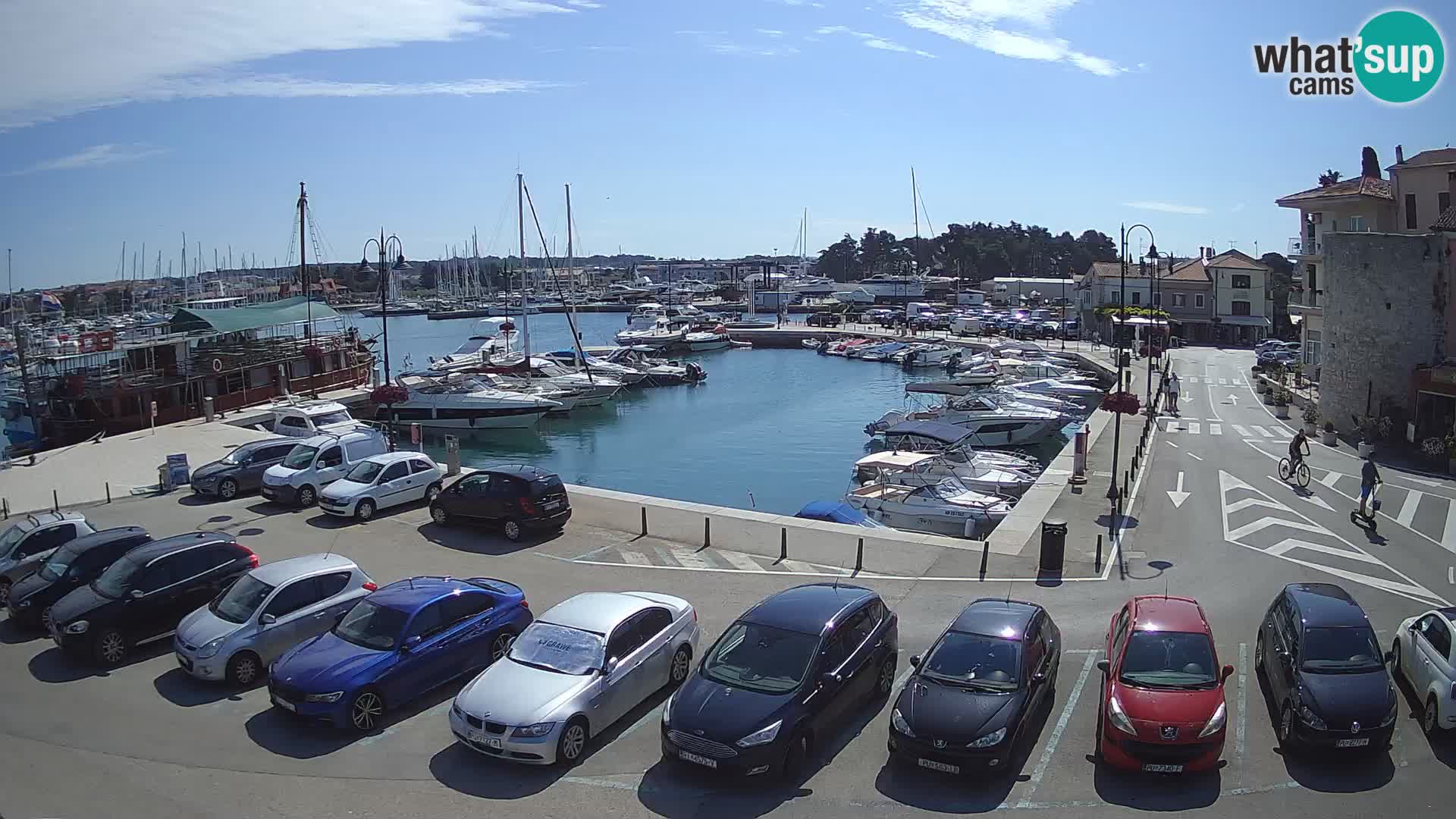 Novigrad | Porporela marina