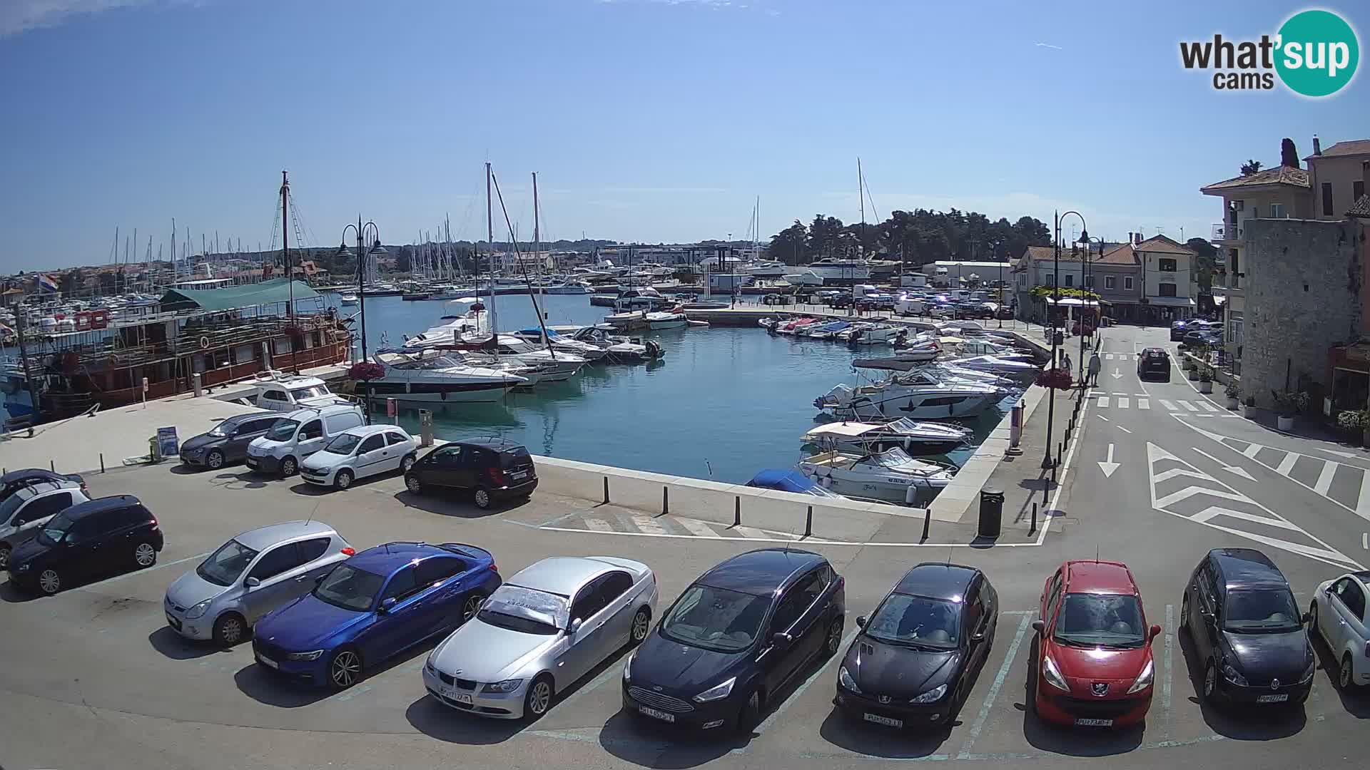 Novigrad | Porporela marina