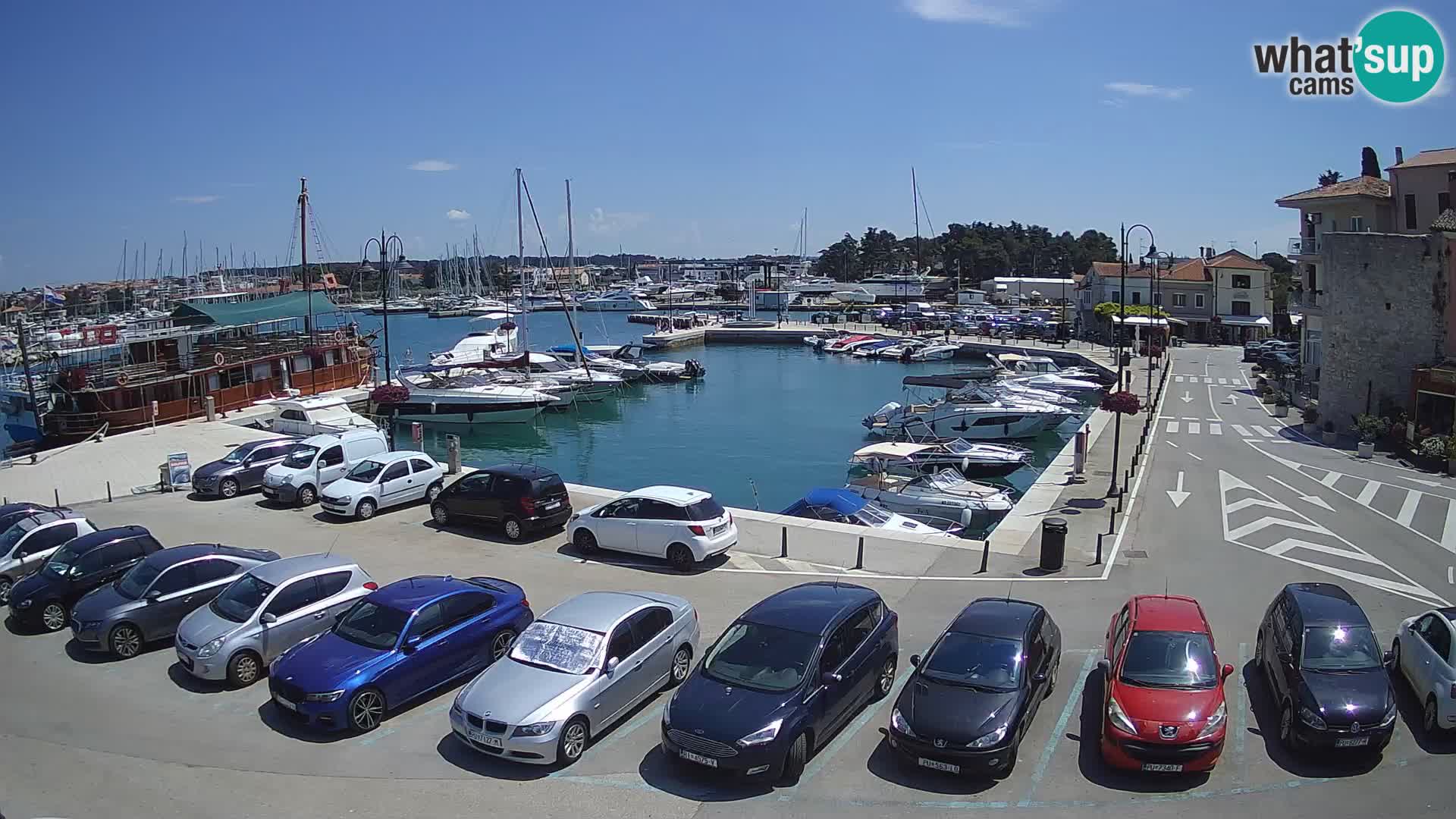 Novigrad | Porporela marina