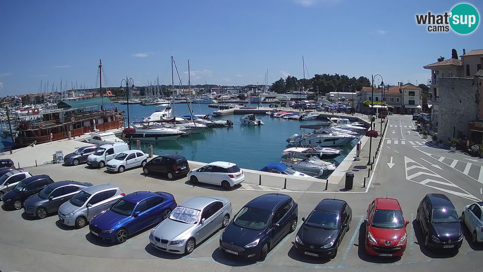 Novigrad | Porporela marina