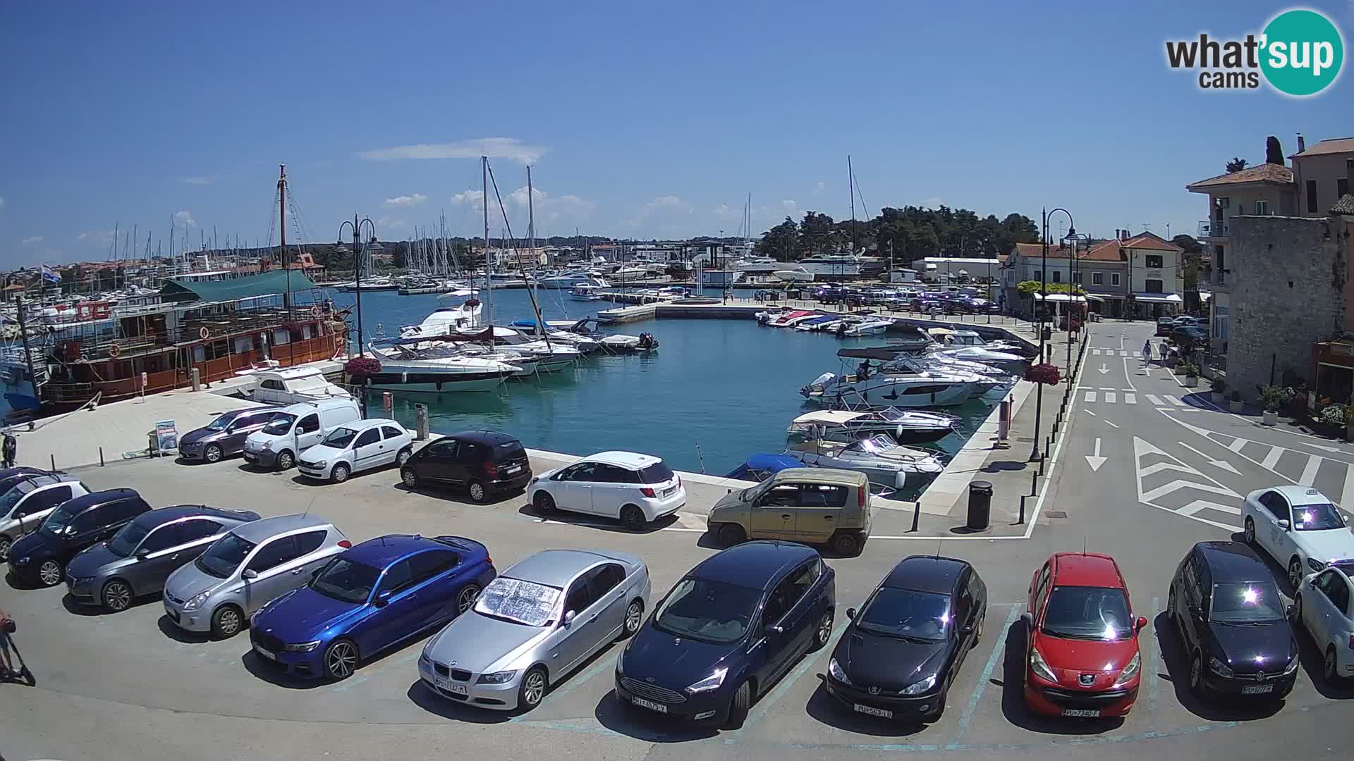 Novigrad | Porporela marina