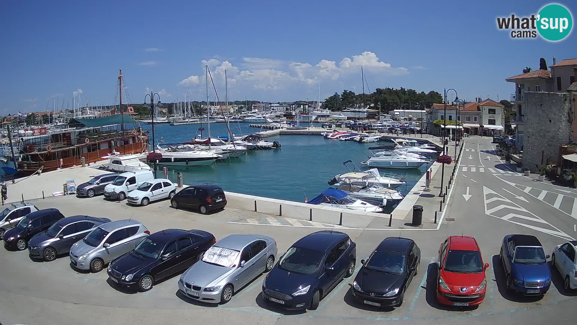 Novigrad | Porporela marina