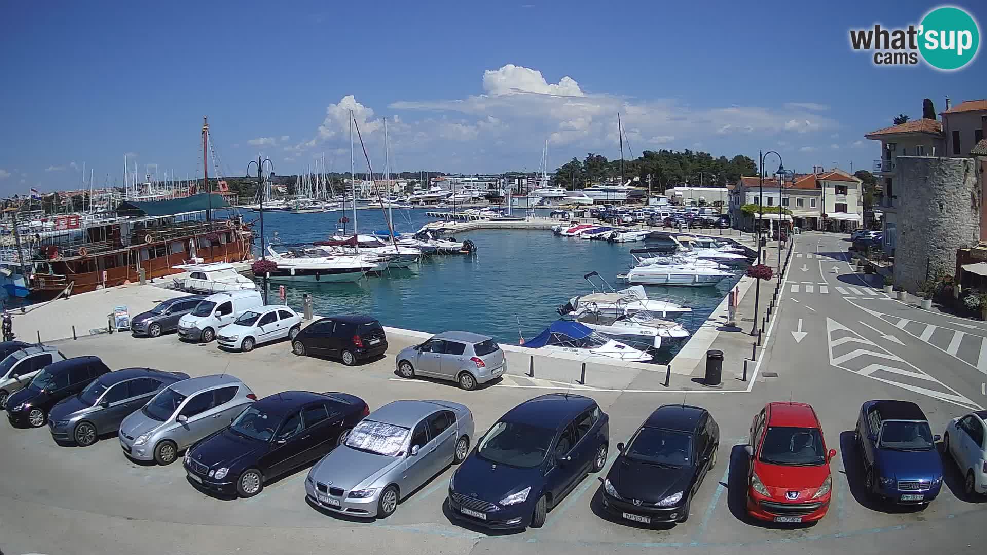 Novigrad | Porporela marina