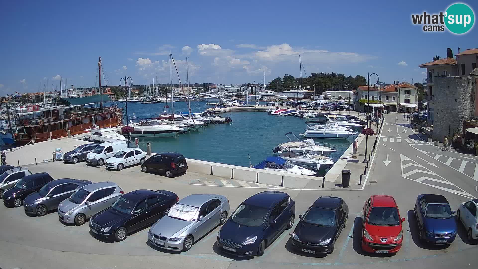 Novigrad | Porporela marina