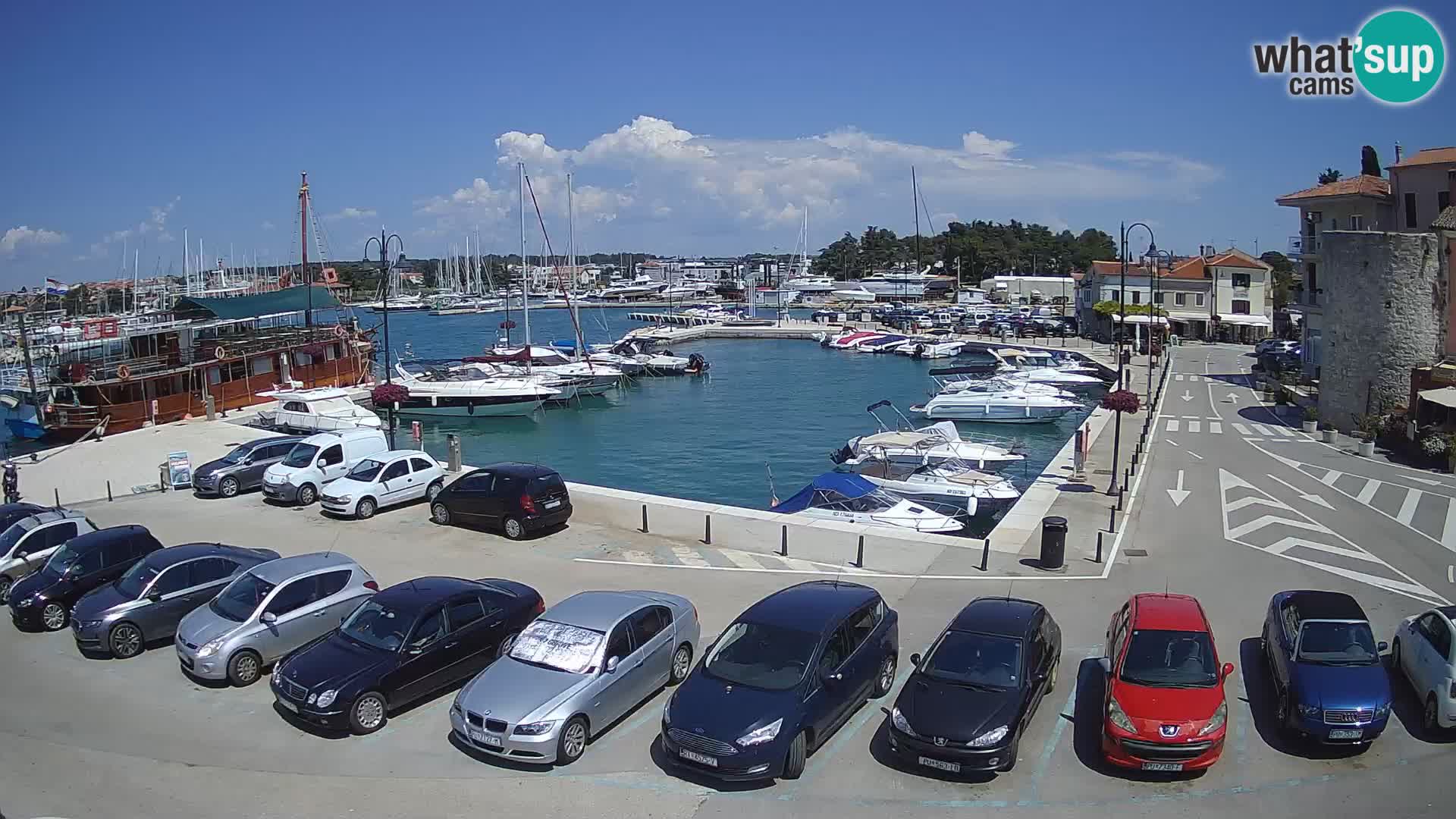 Novigrad | Porporela marina