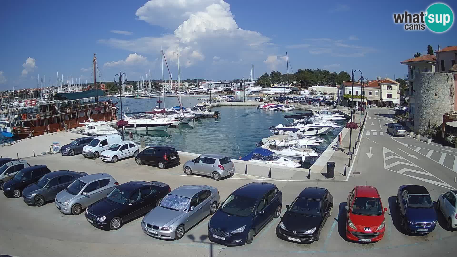 Novigrad | Porporela marina