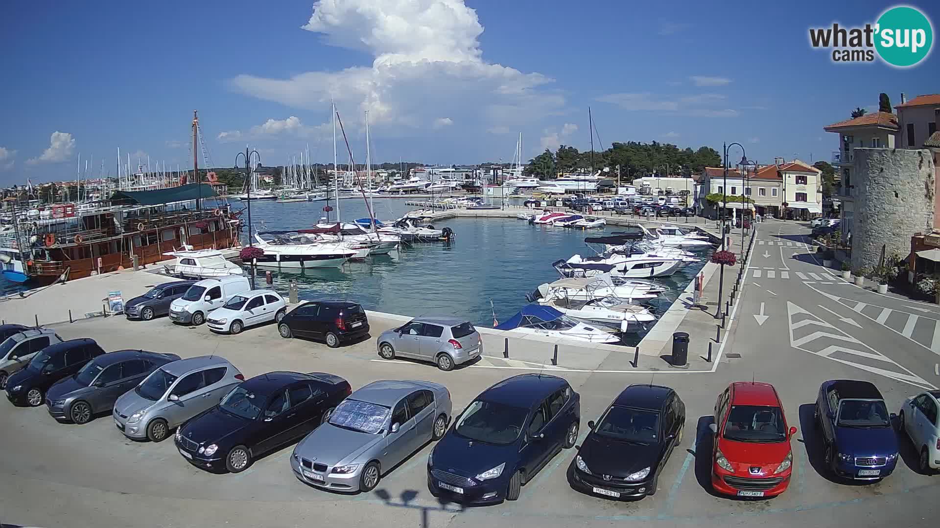 Novigrad | Porporela marina