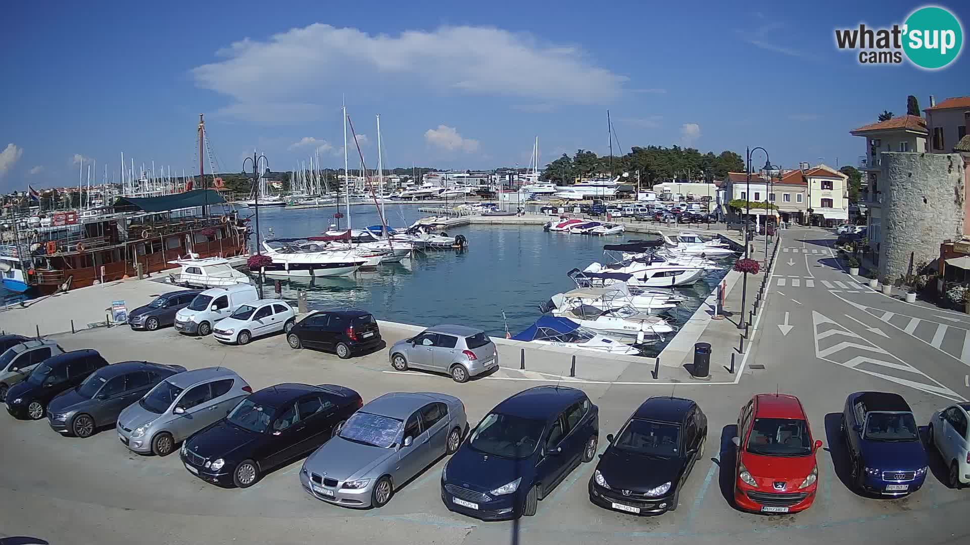 Novigrad | Porporela marina