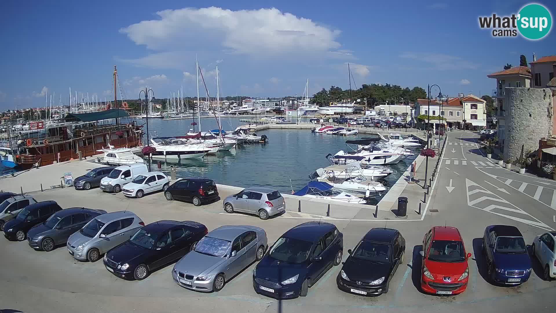 Novigrad | Porporela marina