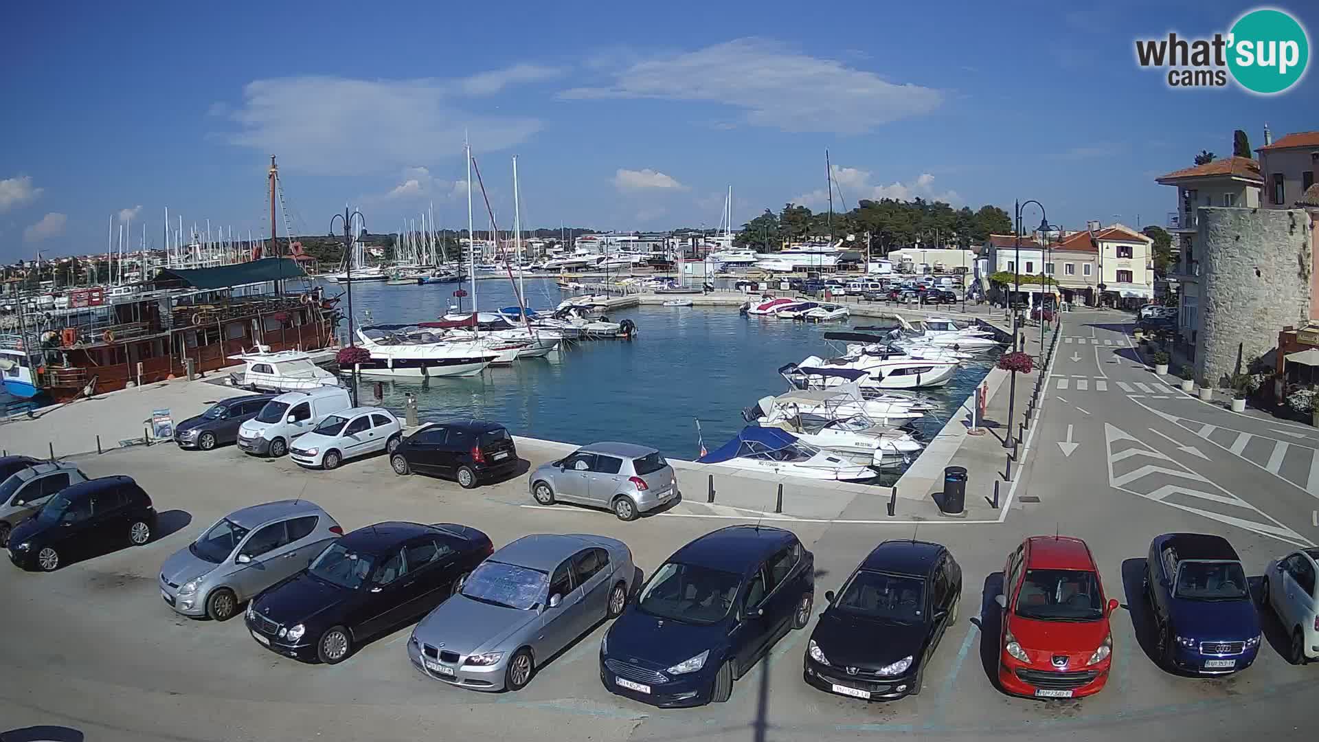 Novigrad | Porporela marina