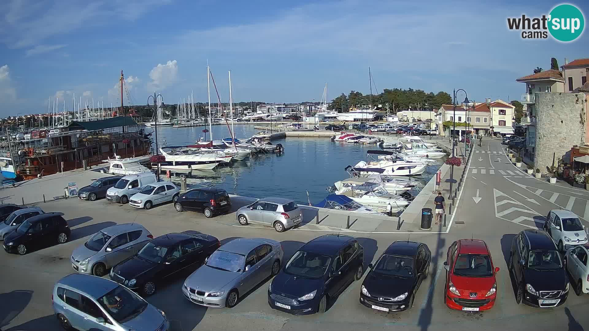 Novigrad | Porporela marina