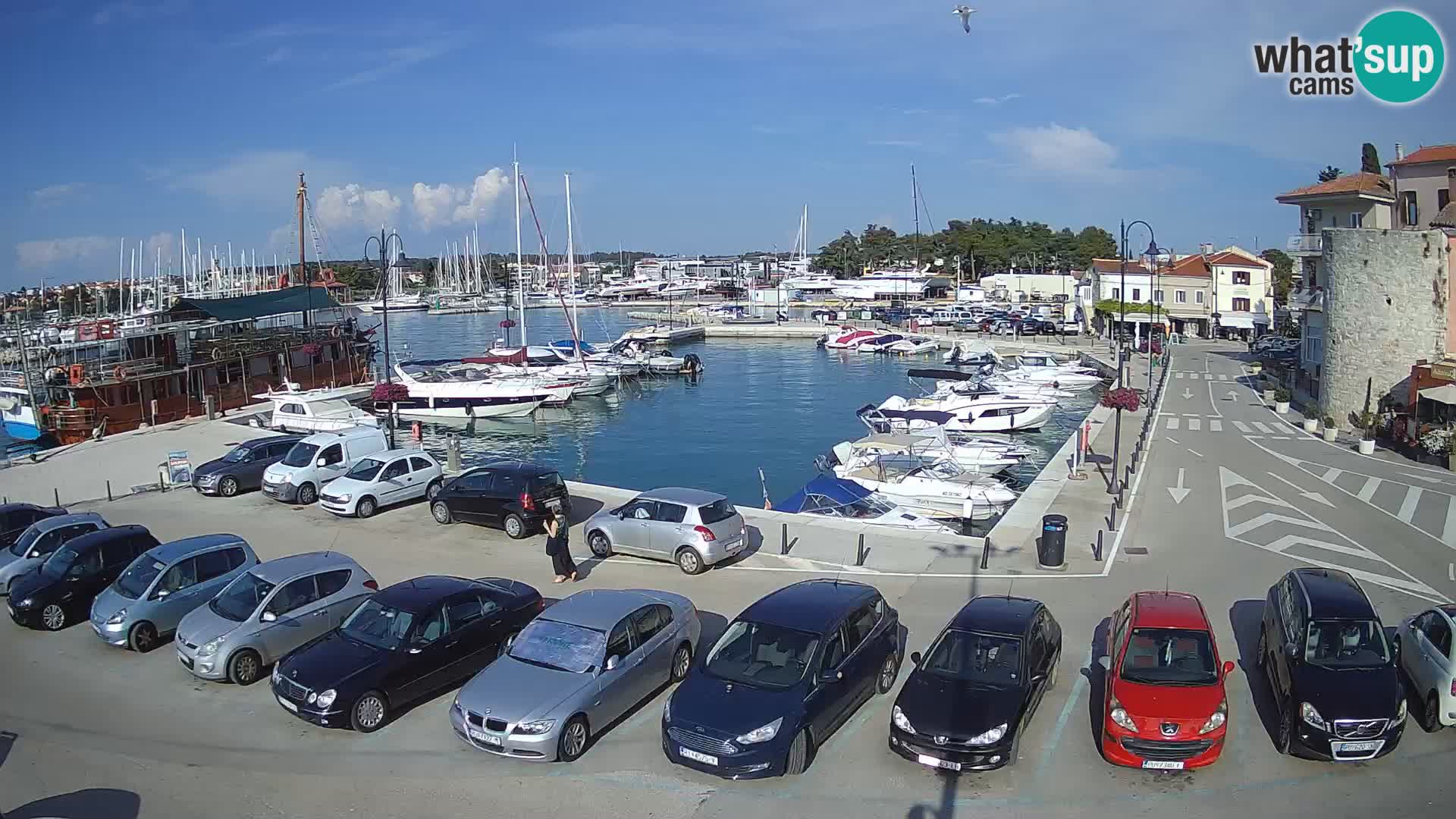 Novigrad | Porporela marina