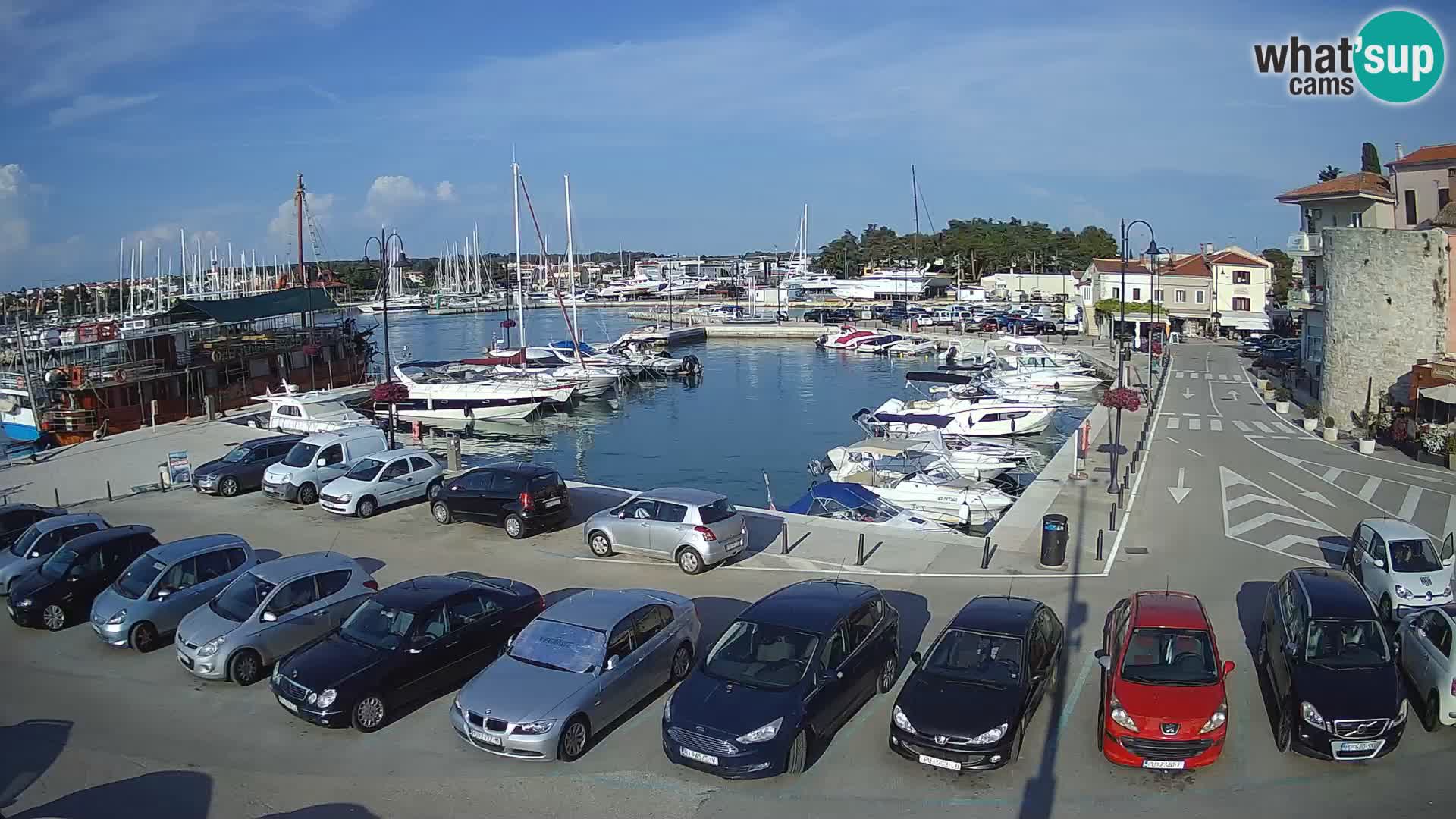 Novigrad | Porporela marina