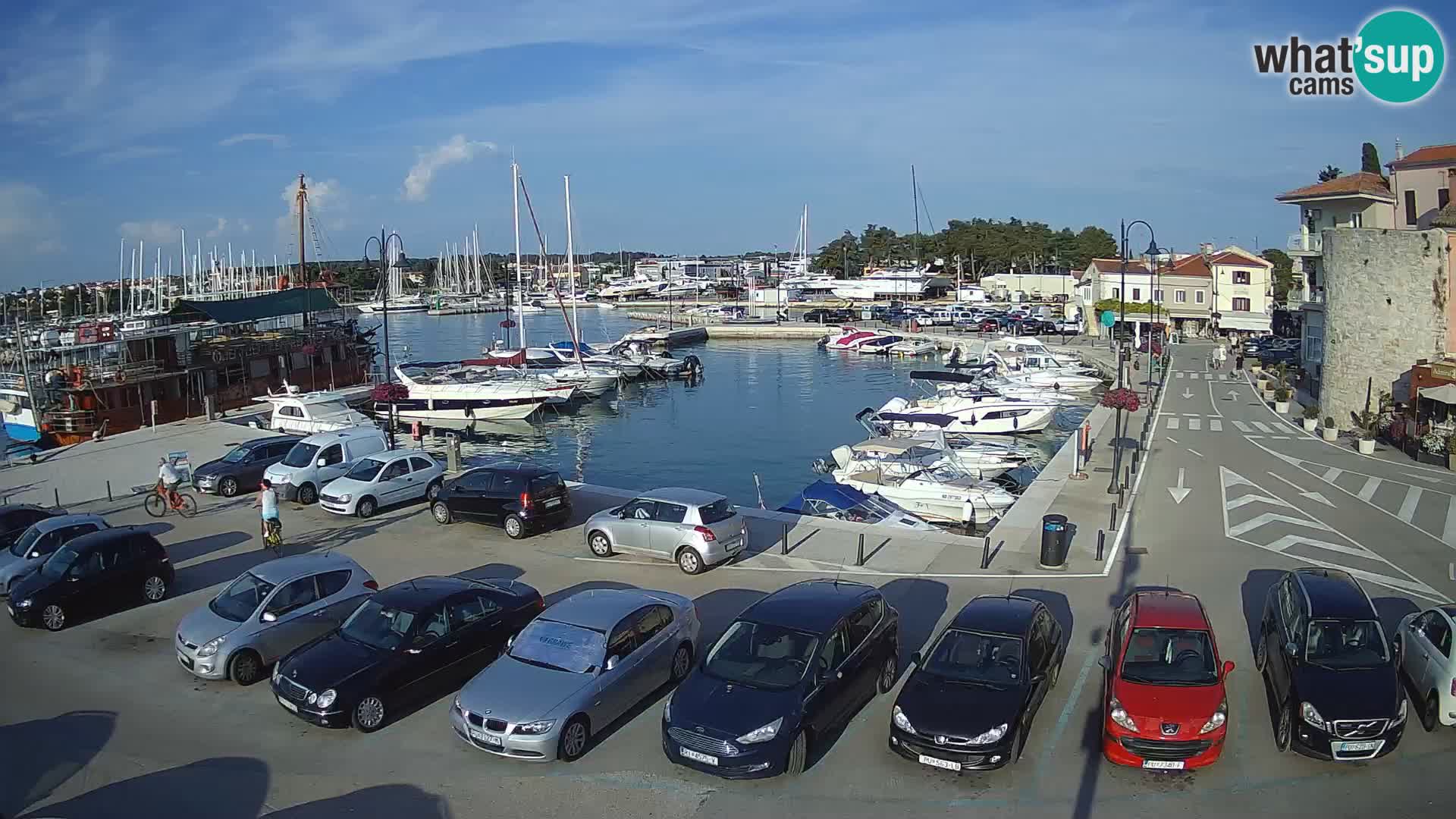 Novigrad | Porporela marina