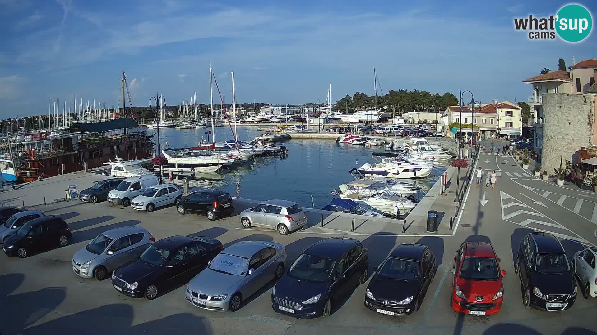 Novigrad | Porporela marina