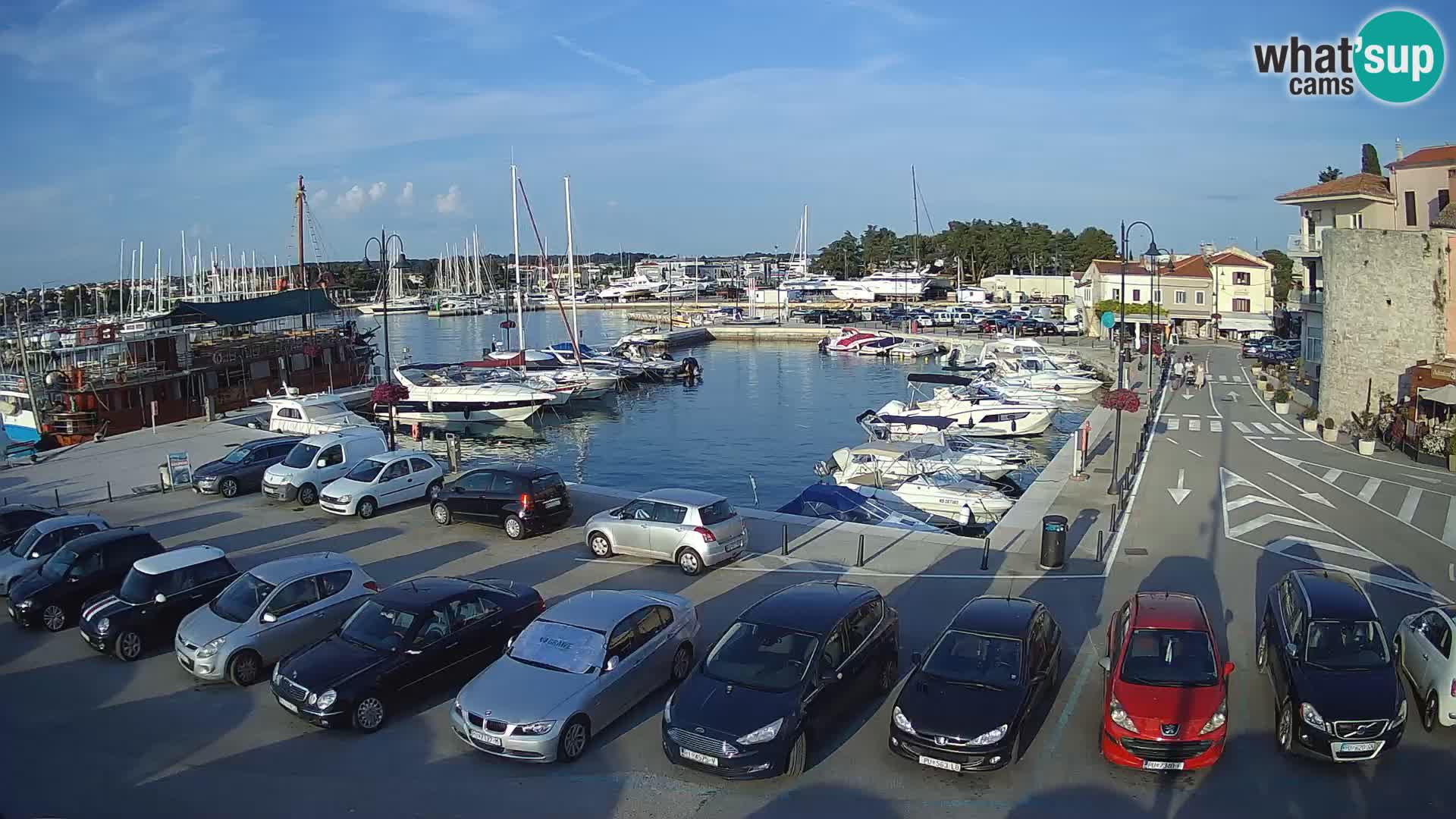 Novigrad | Porporela marina