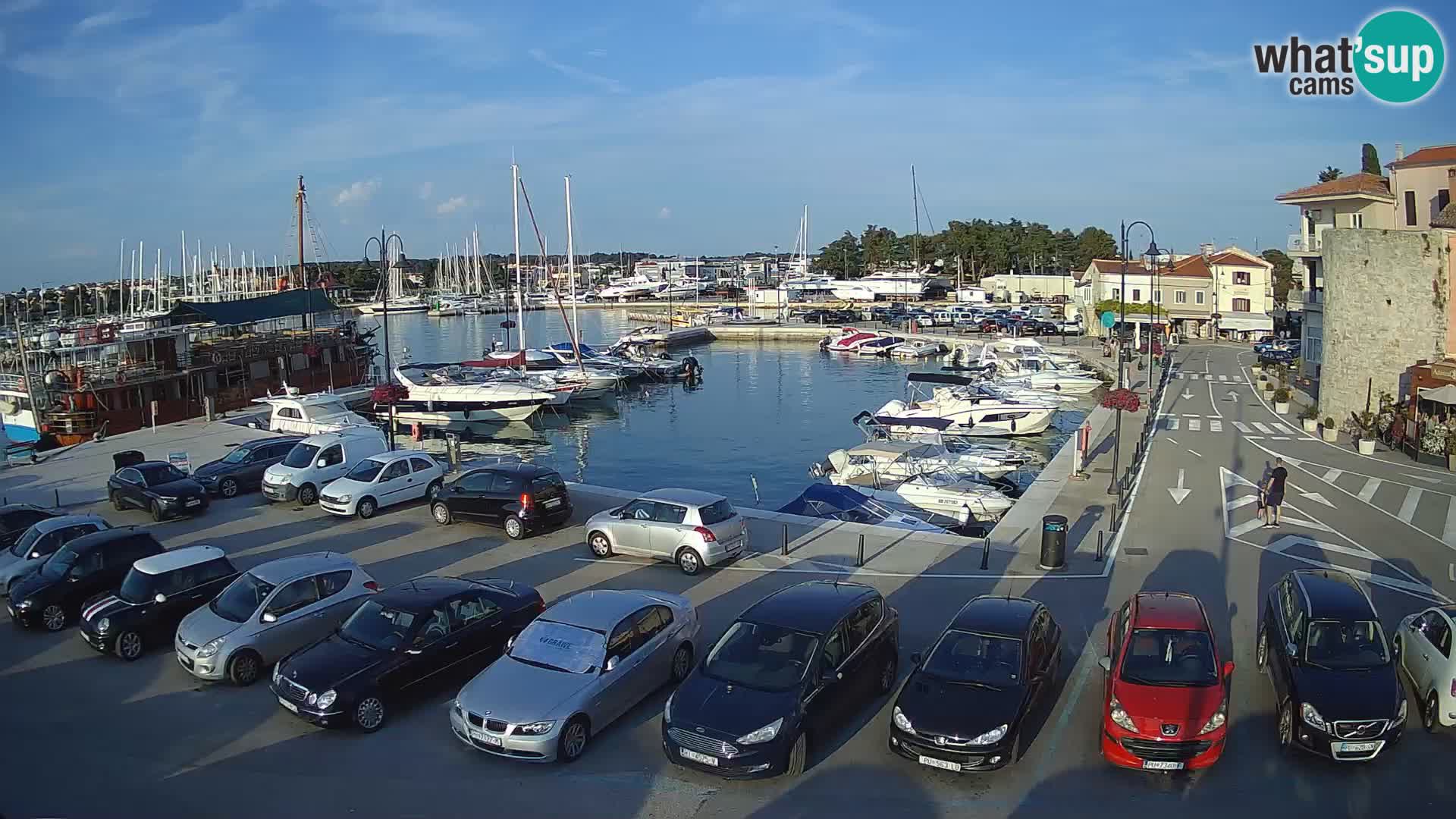 Novigrad | Porporela marina