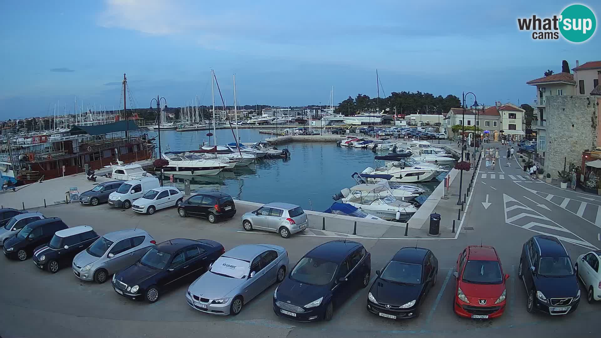 Novigrad | Porporela marina