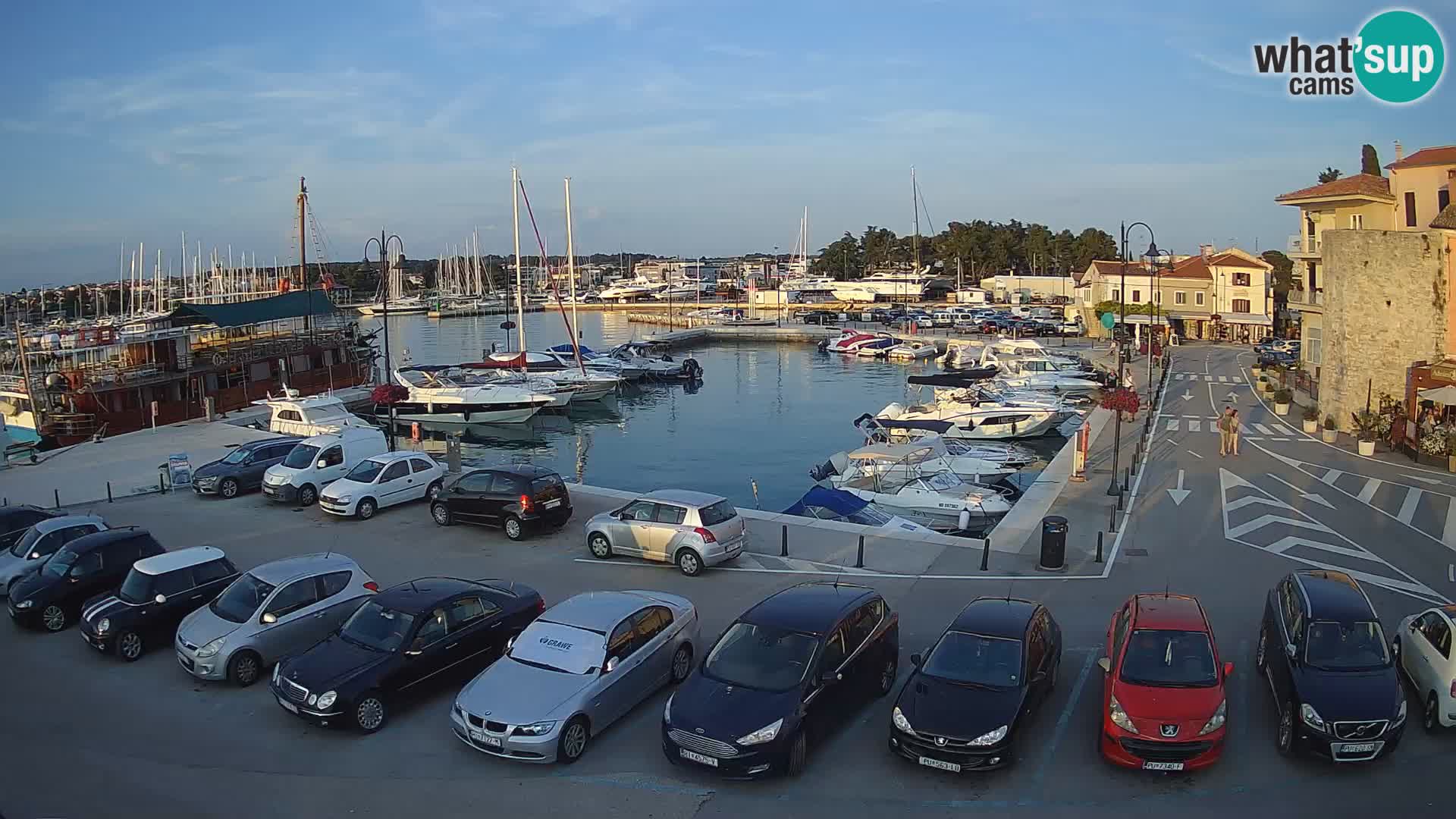 Novigrad | Porporela marina
