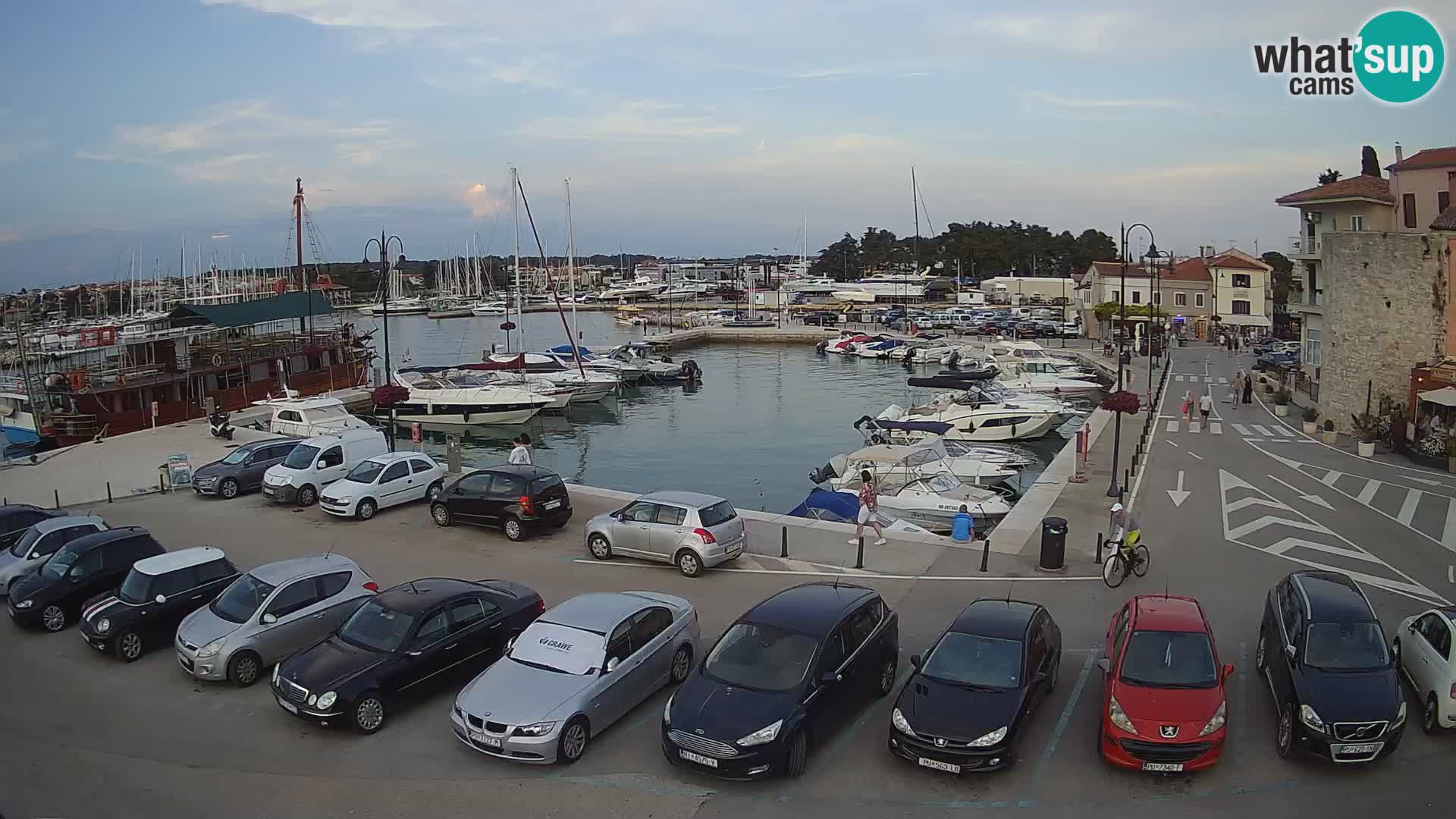 Novigrad | Porporela marina