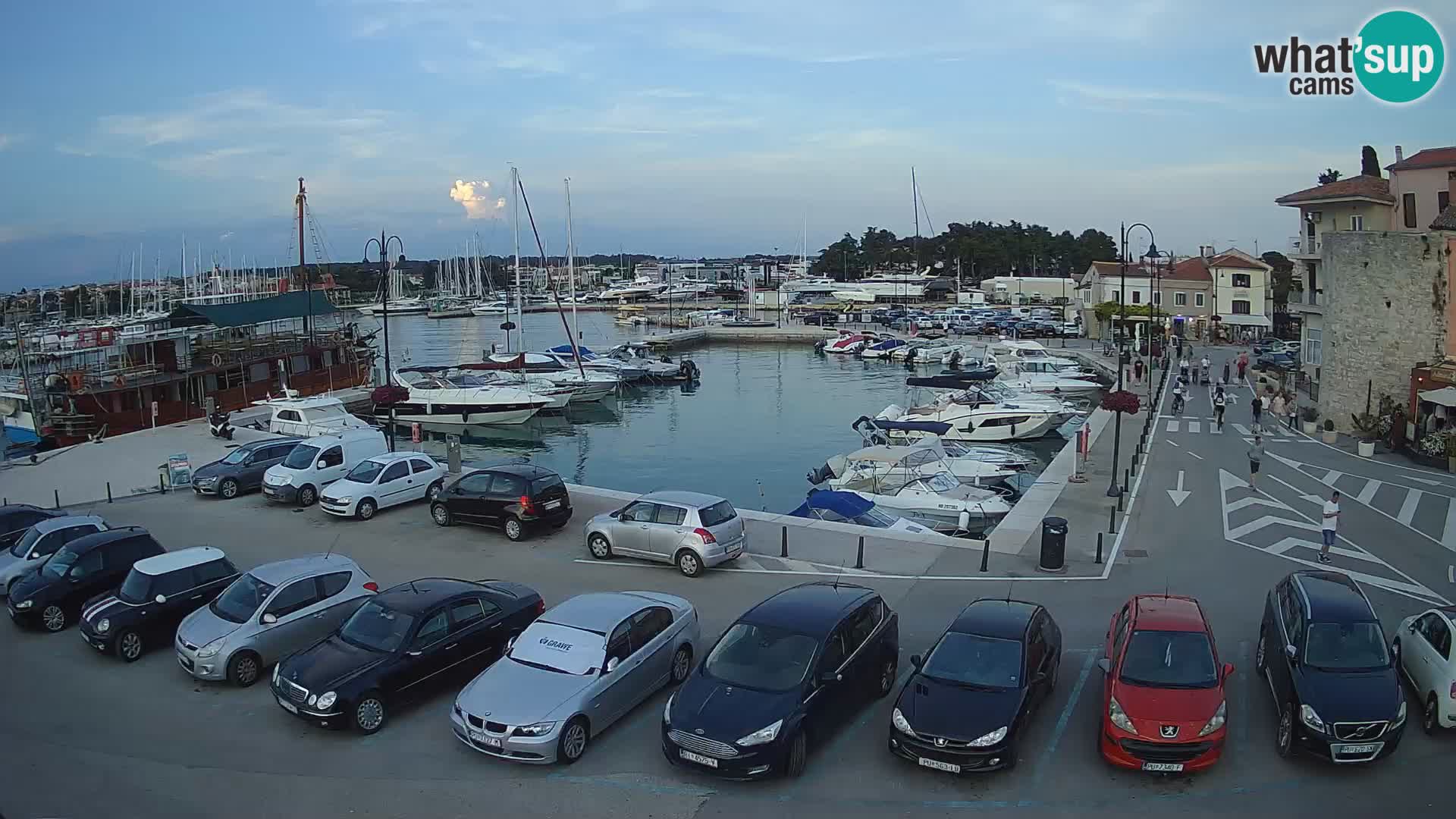 Novigrad | Porporela marina