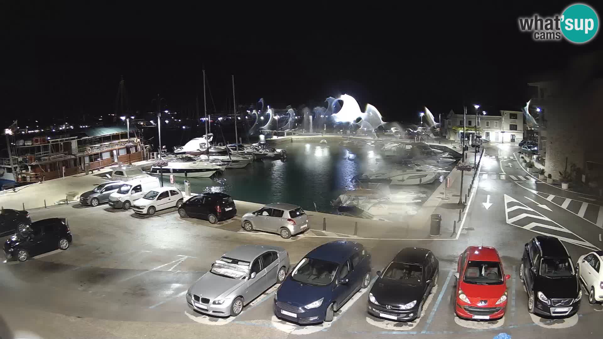 Novigrad | Porporela marina