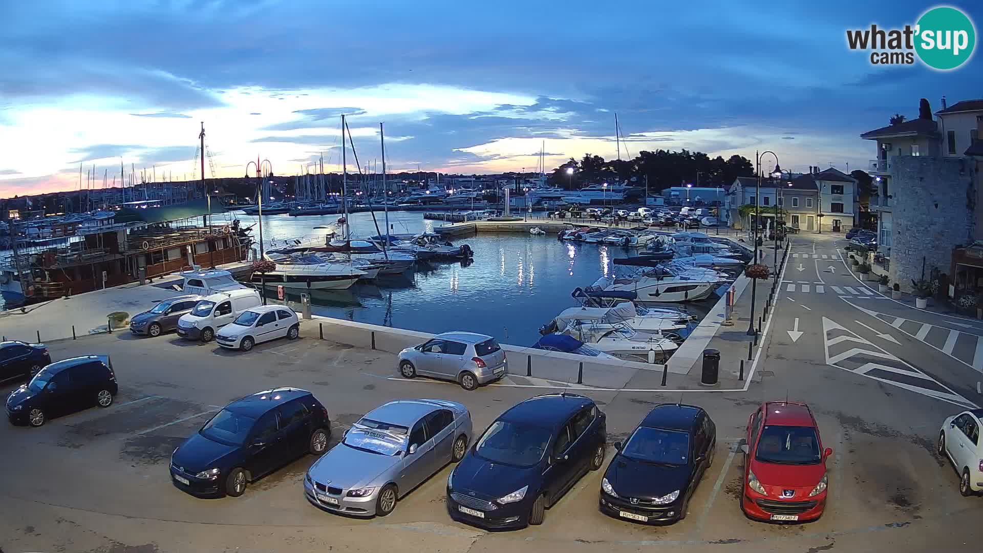 Novigrad | Porporela marina