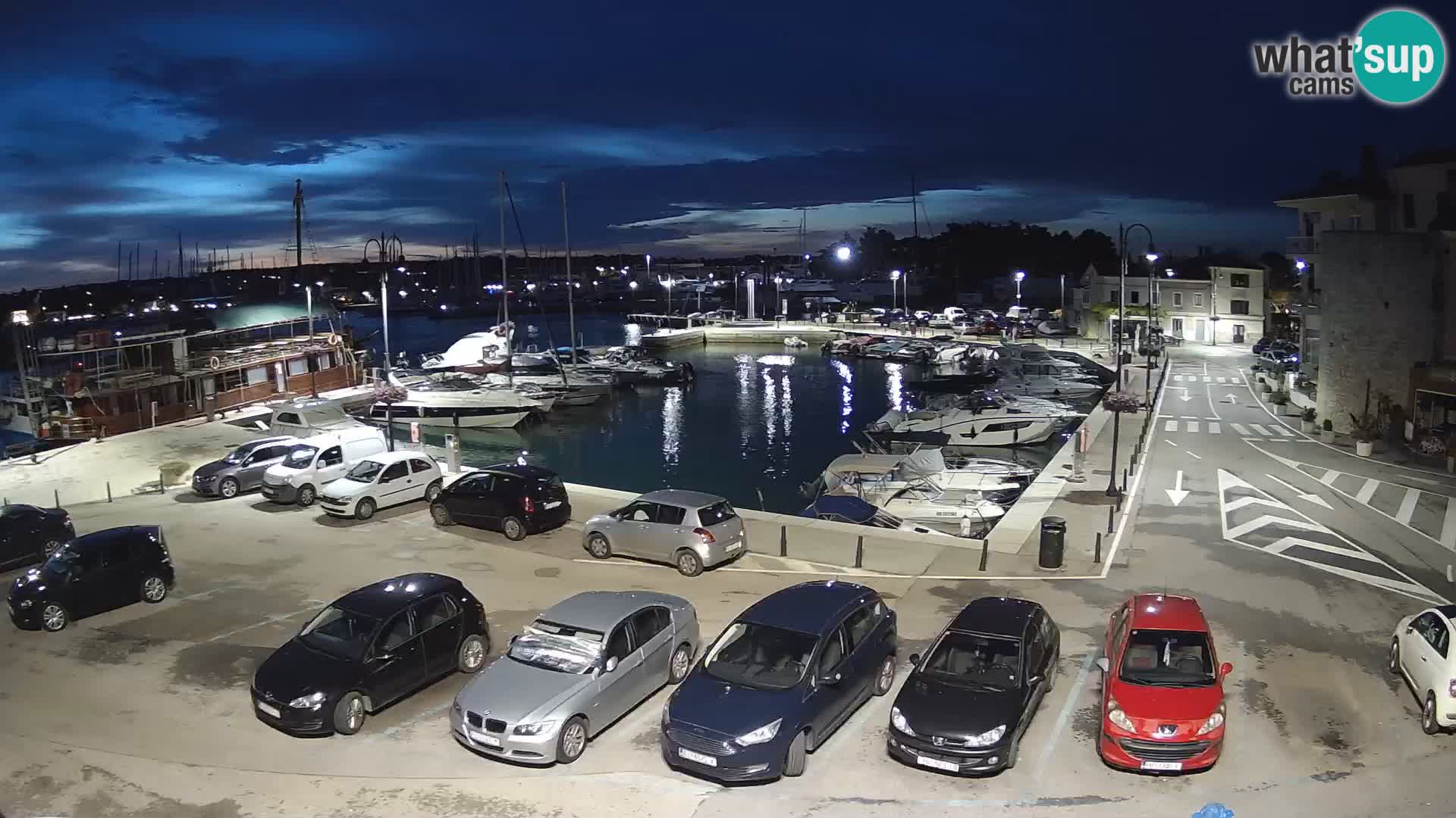 Novigrad | Porporela marina
