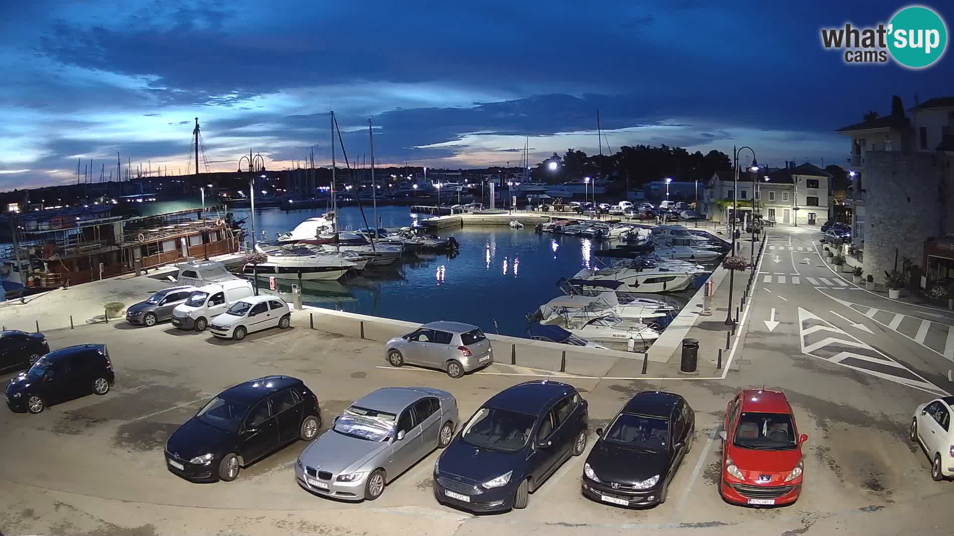 Novigrad | Porporela marina