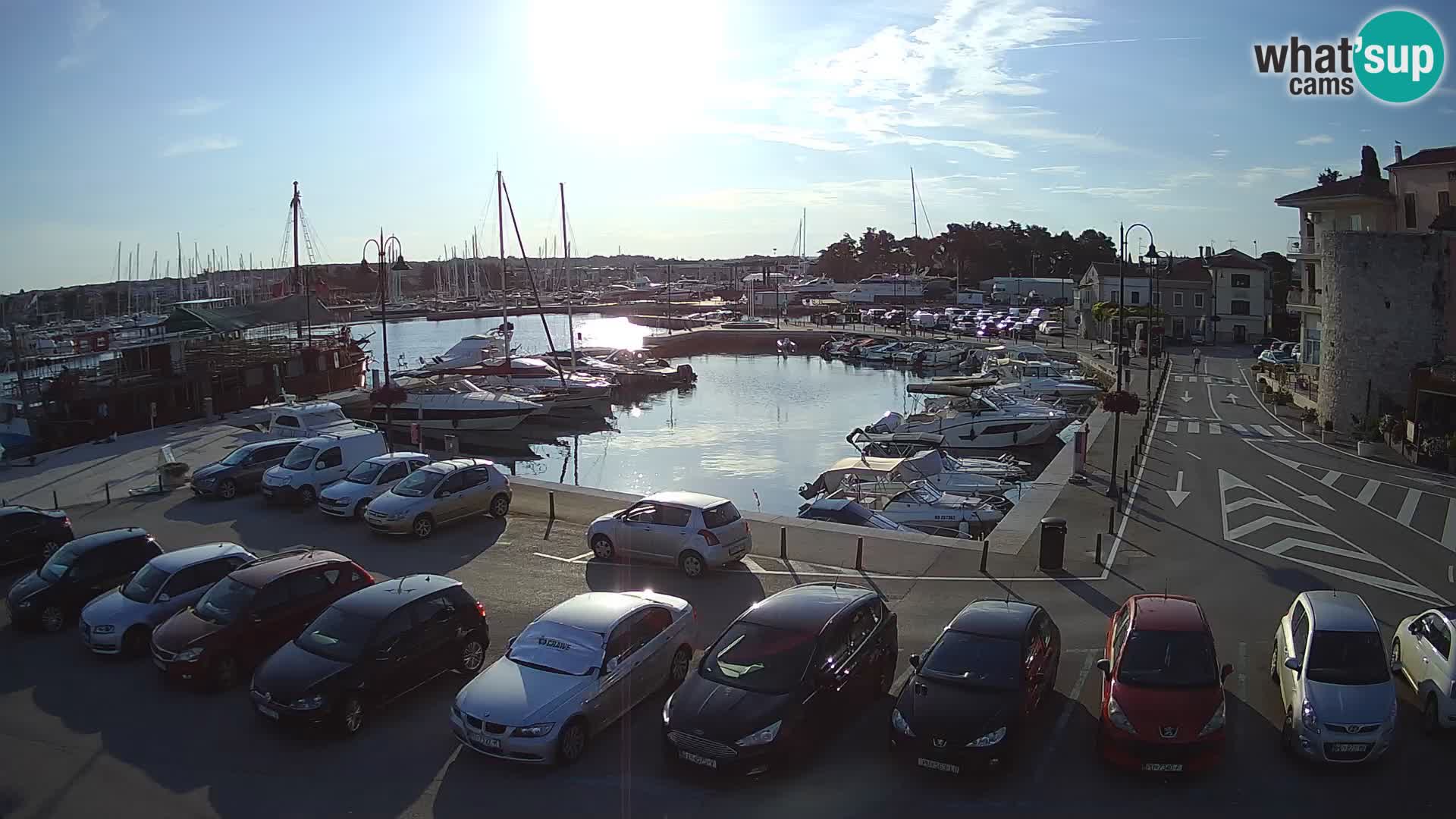 Novigrad | Porporela marina