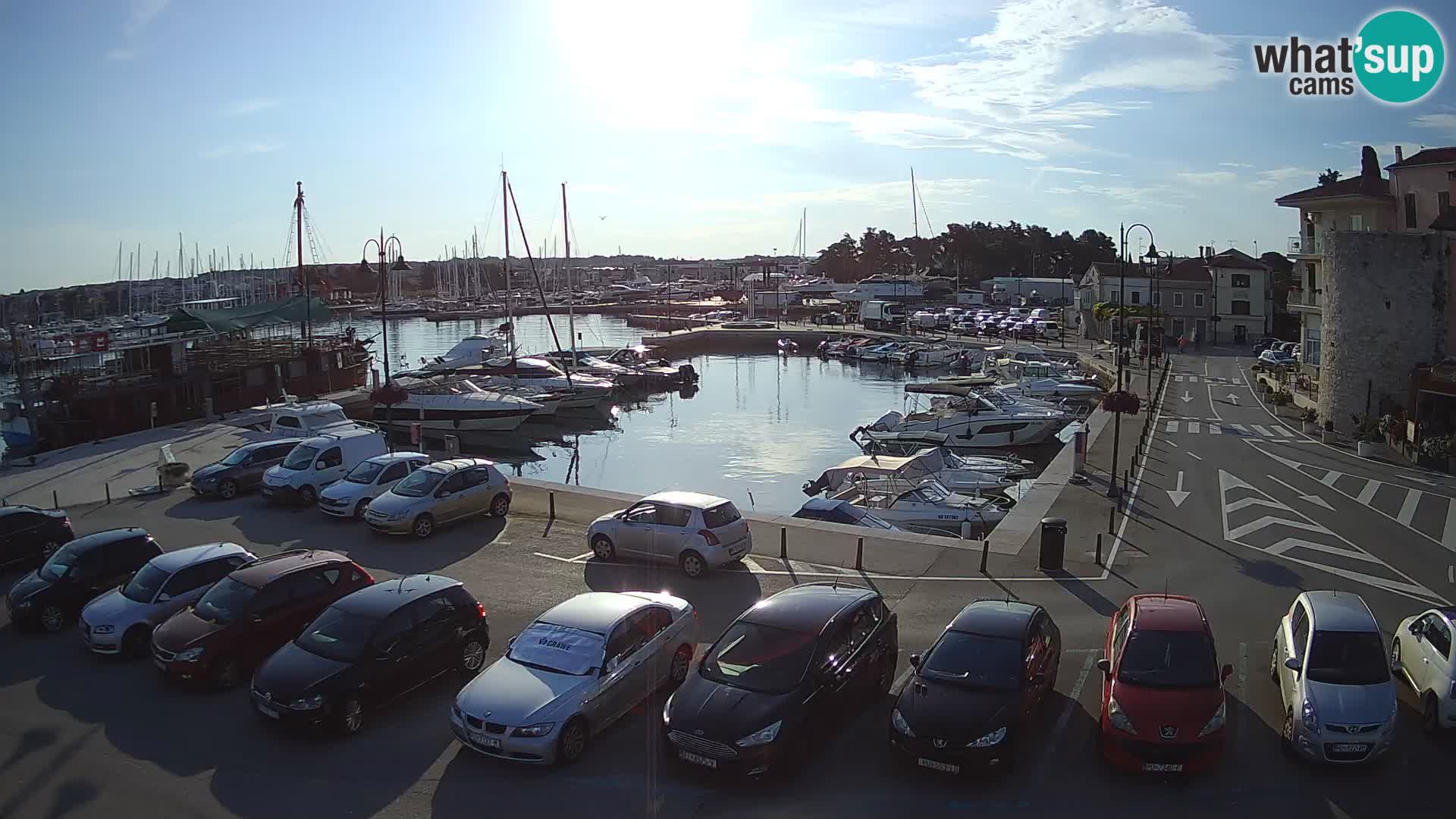 Novigrad | Porporela marina