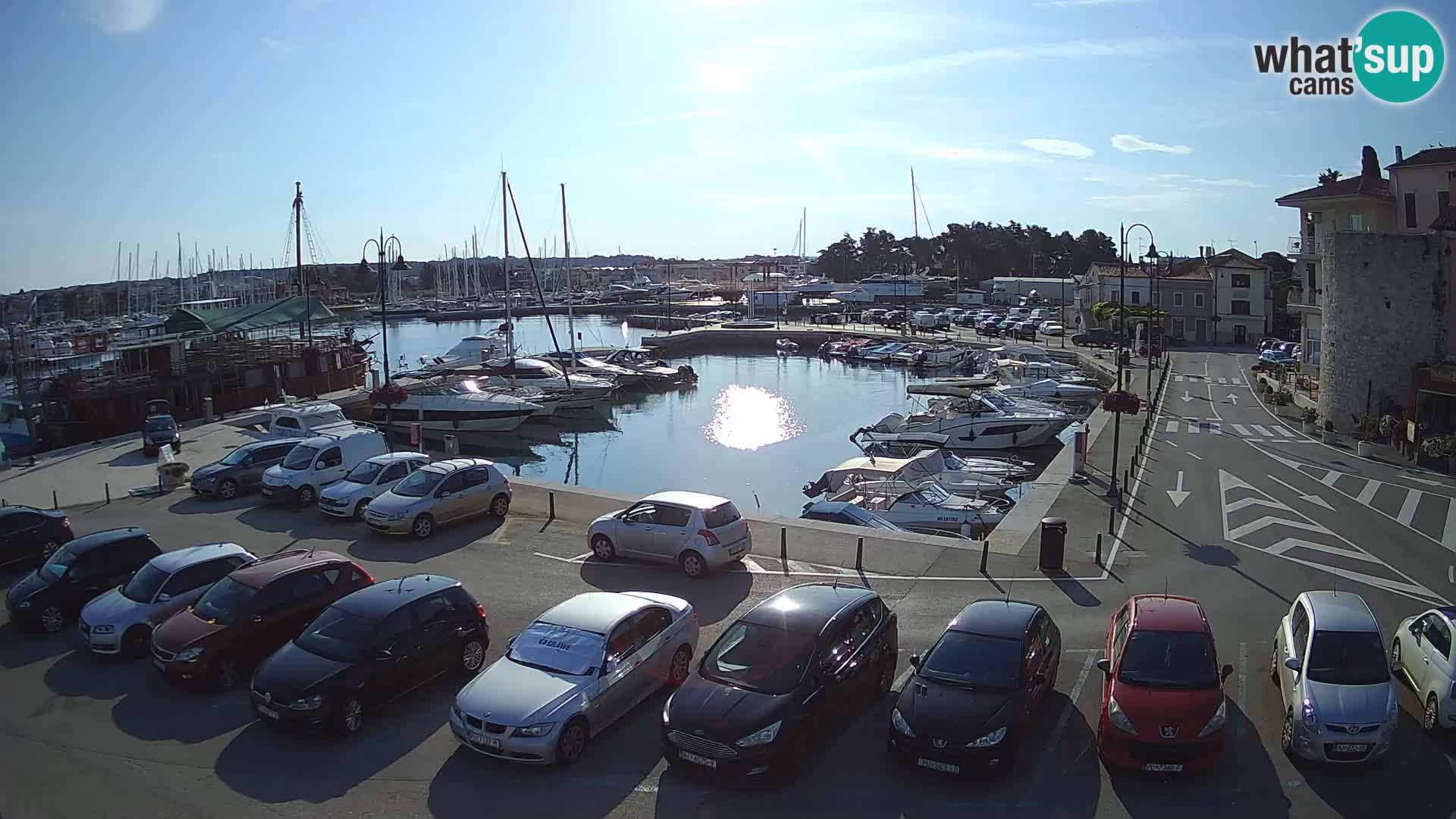 Novigrad | Porporela marina
