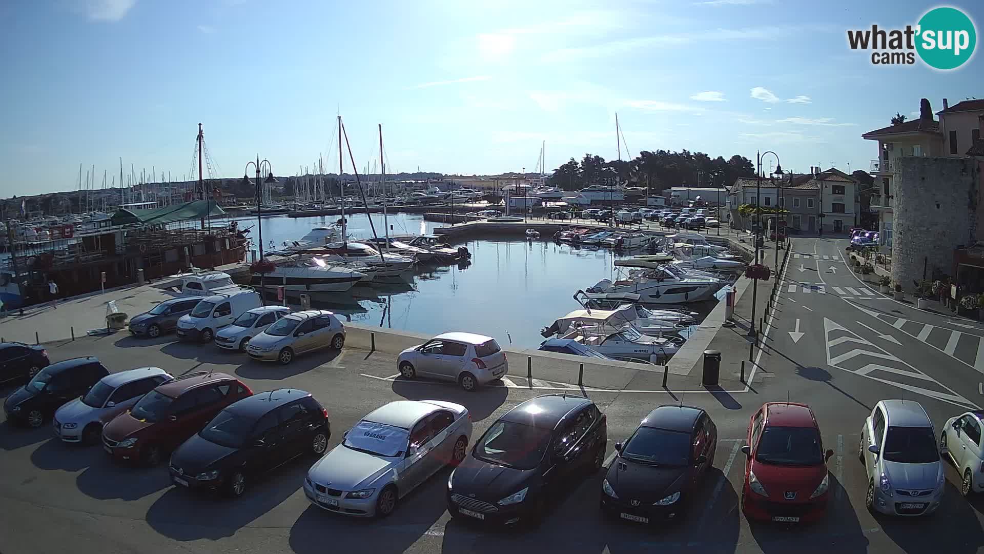 Novigrad | Porporela marina