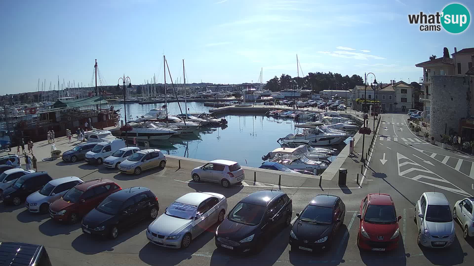 Novigrad | Porporela marina
